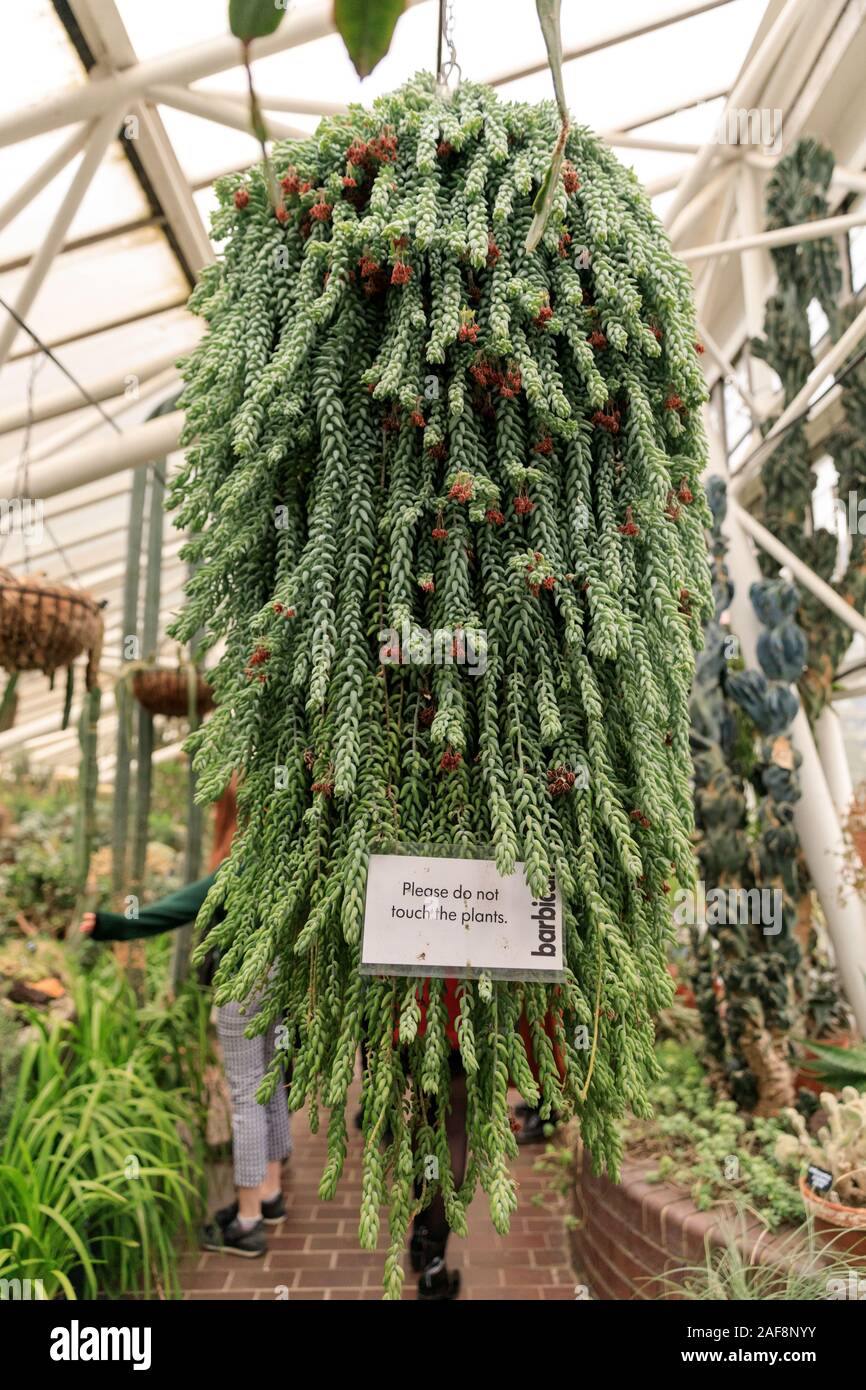 Conservatorio di Barbican interno, cactus e piante grasse giardini interni con Esotiche piante tropicali presso il Barbican Centre di Londra, Regno Unito Foto Stock