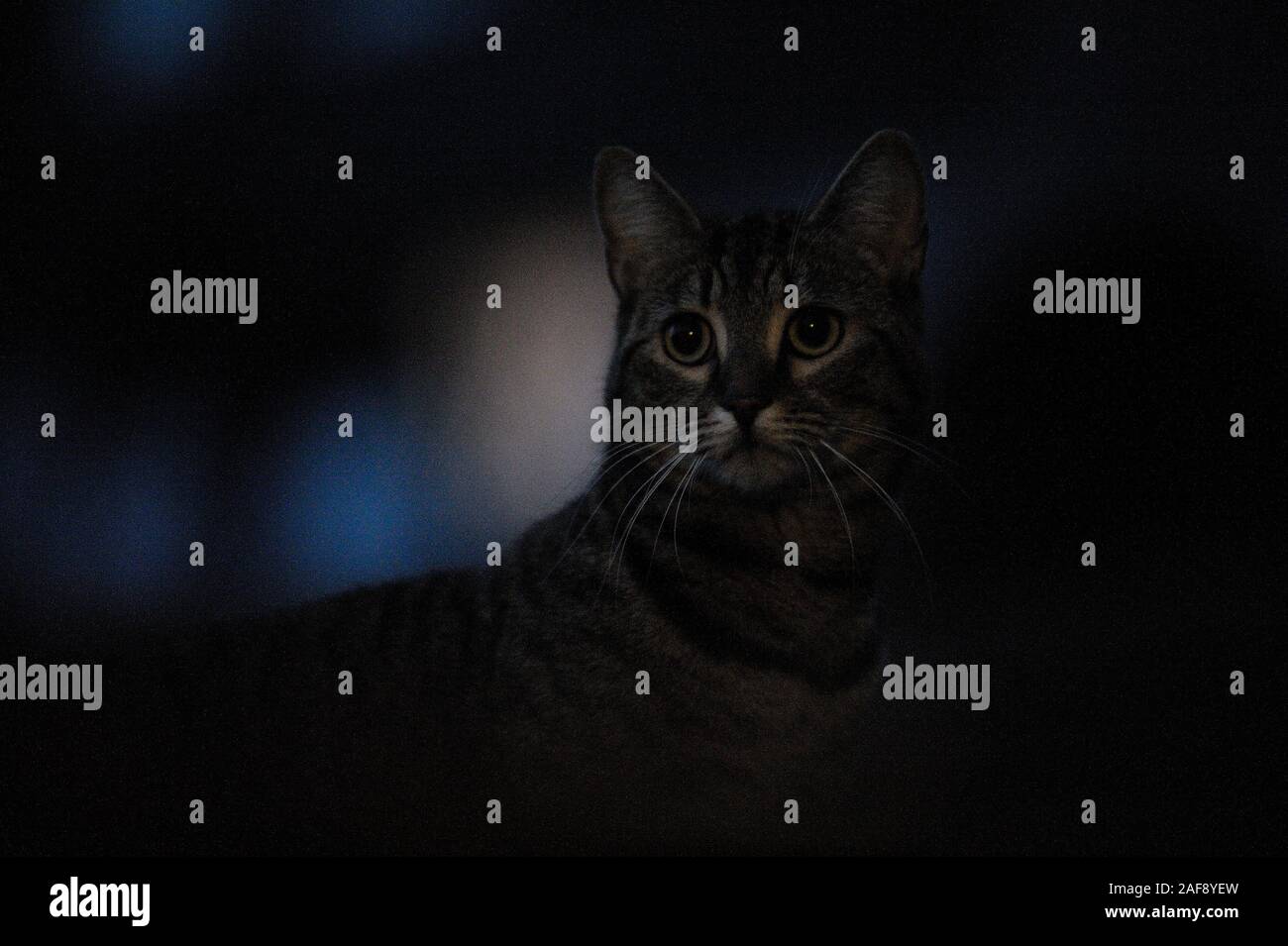 Occhi di gatto nelle tenebre. Katzenaugen in der Dunkelheit. Foto Stock