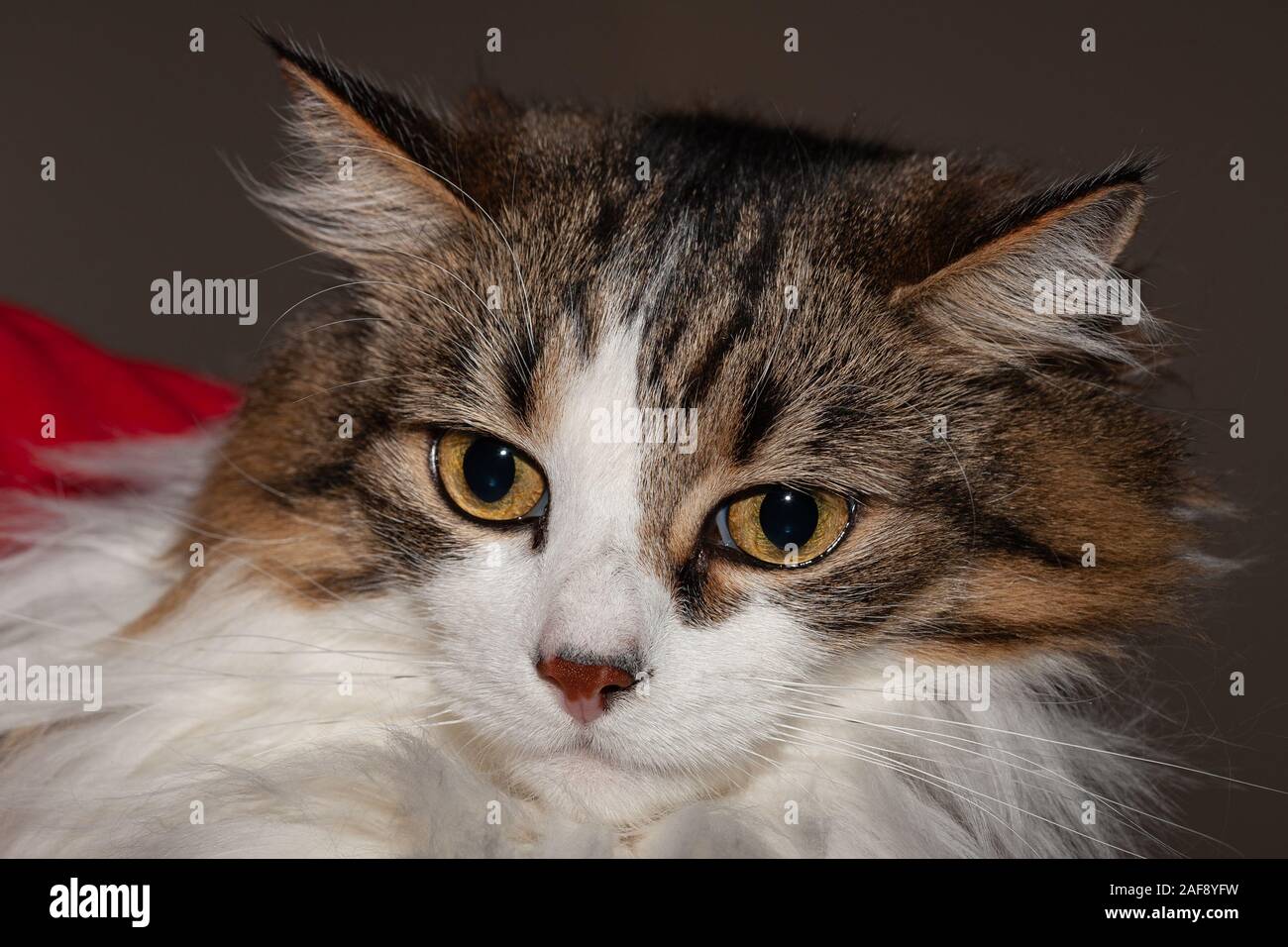 Gatto legno norvegese close up Foto Stock