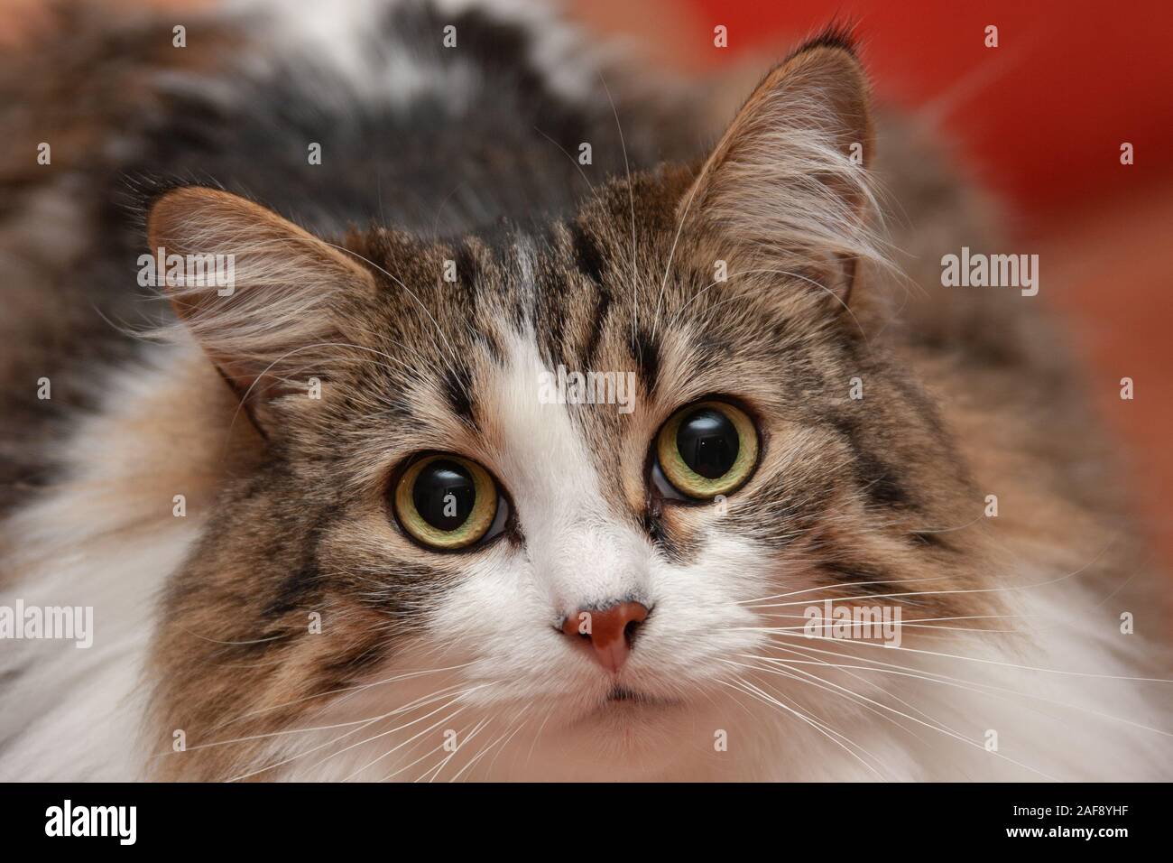 Gatto legno norvegese close up Foto Stock