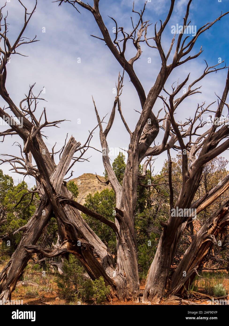 Morto albero di ginepro, Sentiero Natura, Kodachrome Basin Parco Statale, Cannonville, Utah. Foto Stock