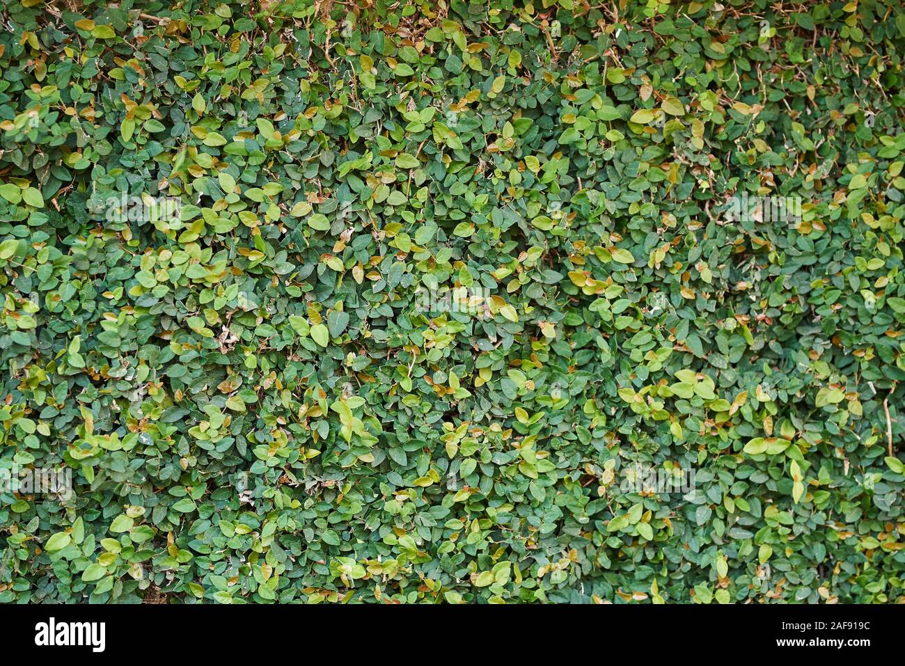 Erba verde texture a parete. Foglie naturali in giardino Foto Stock