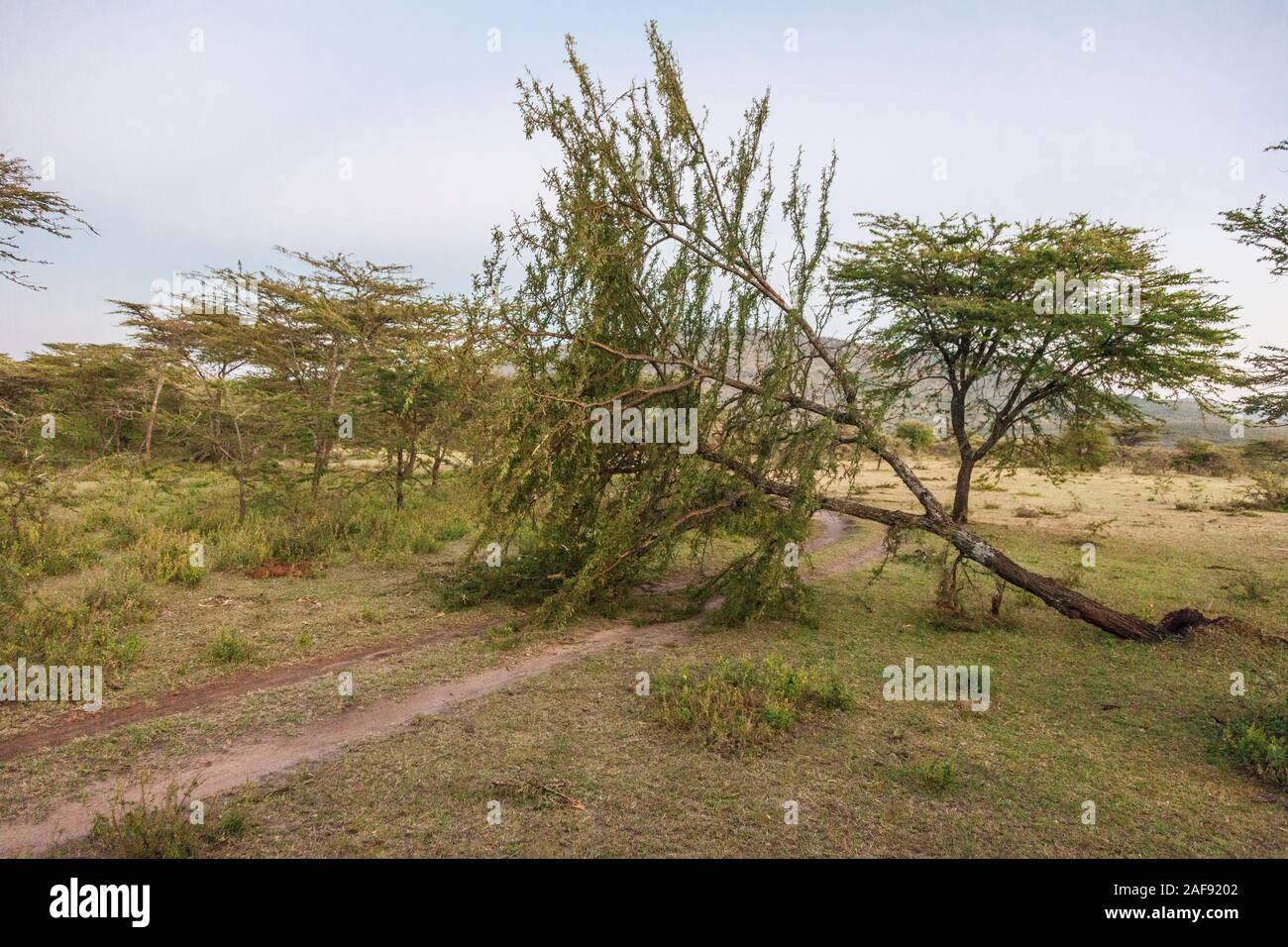 Tanzania. Concessione Loliondo, Area Nord del Serengeti. Albero rovesciato da Elephant foraggio. Foto Stock