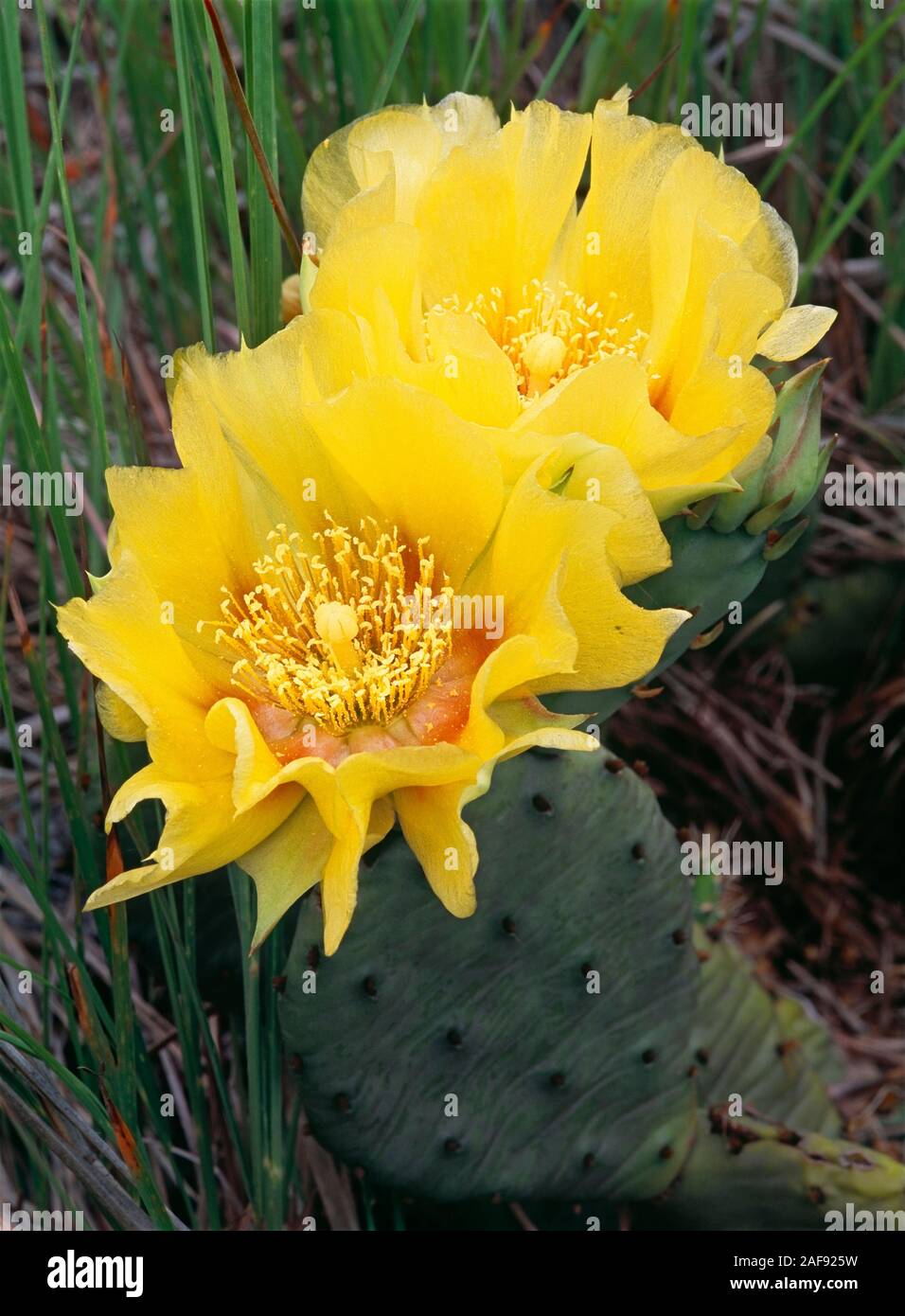 Fico d'India orientale pear cactus di specie Opuntia humifusa blooming con due fiori gialli in una prateria del Midwest Foto Stock