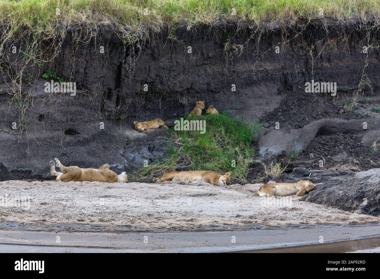 Tanzania. Serengeti. I Lions per adulti dormono, Cubs sveglio, in ombra di un Streambed. Foto Stock