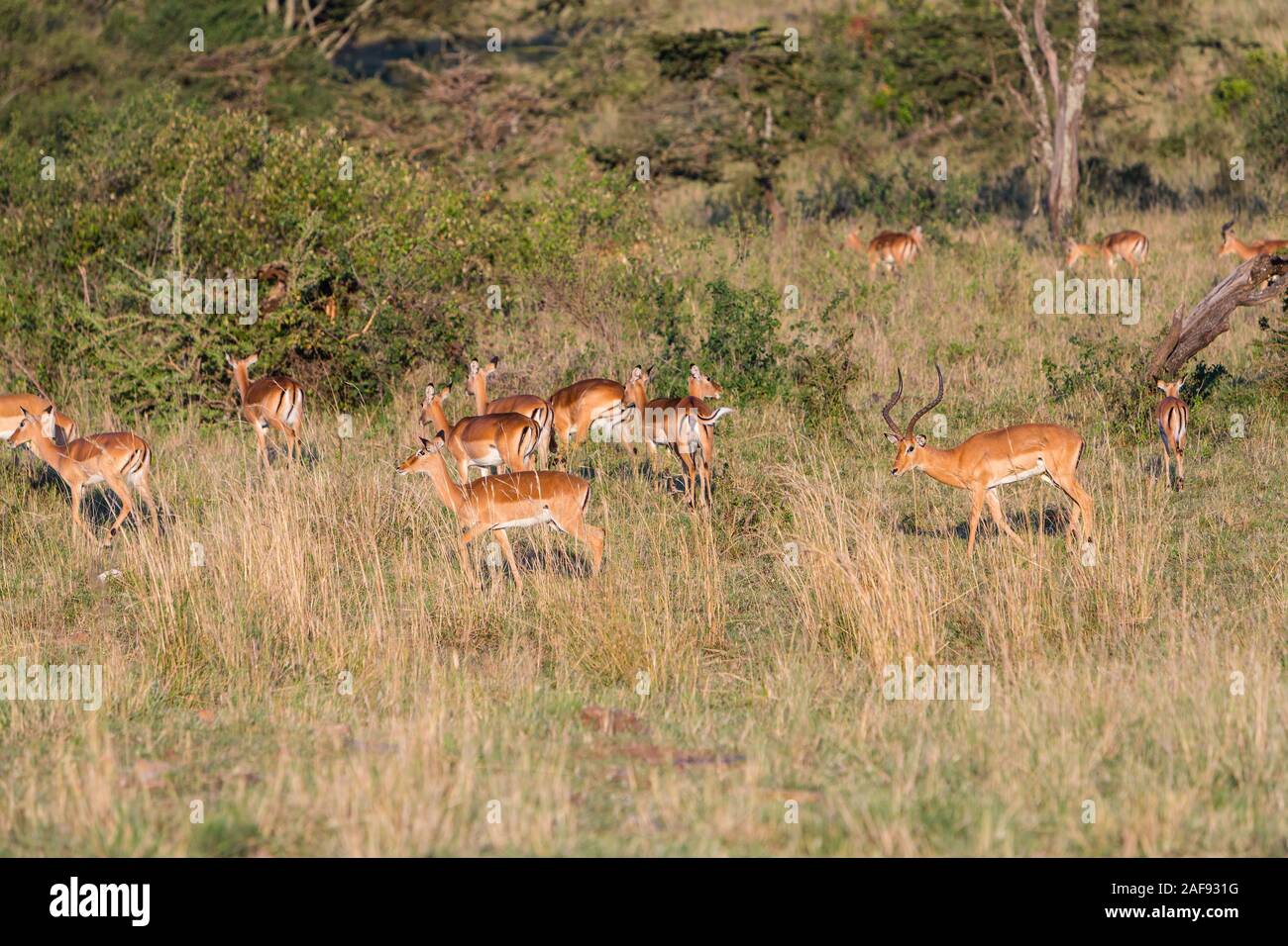 Tanzania. Serengeti. Impala maschio alla guida del suo harem. Foto Stock