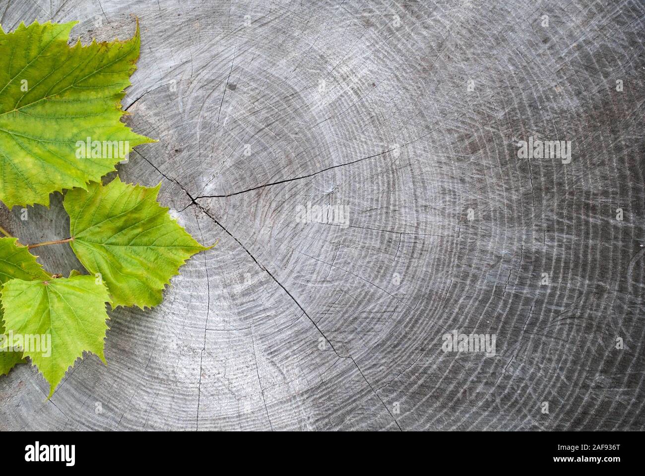 Autunno sfondo con foglie di isabella uva o Vitis labrusca isabella, o fox uva su uno sfondo di legno Foto Stock