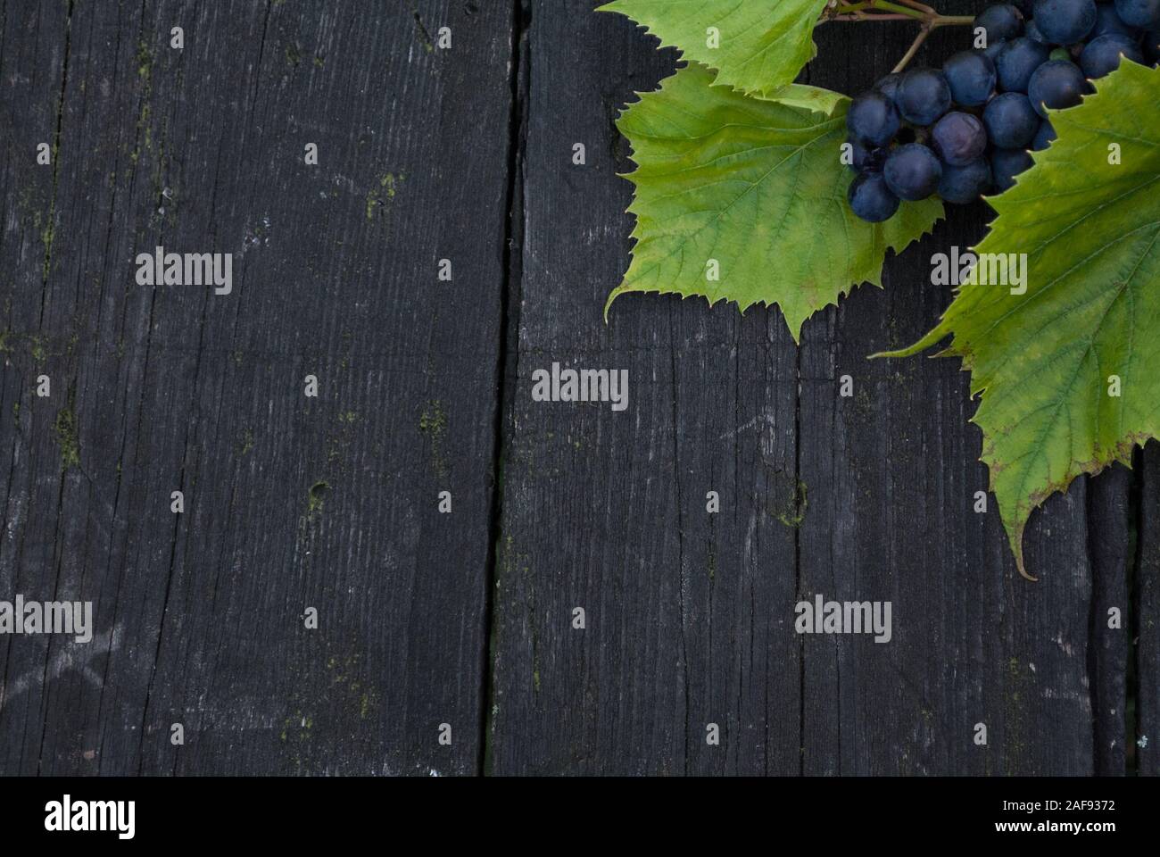 Autunno sfondo con ramo di isabella uva o Vitis labrusca isabella, o fox uva con esso lascia al buio su un sfondo di legno Foto Stock