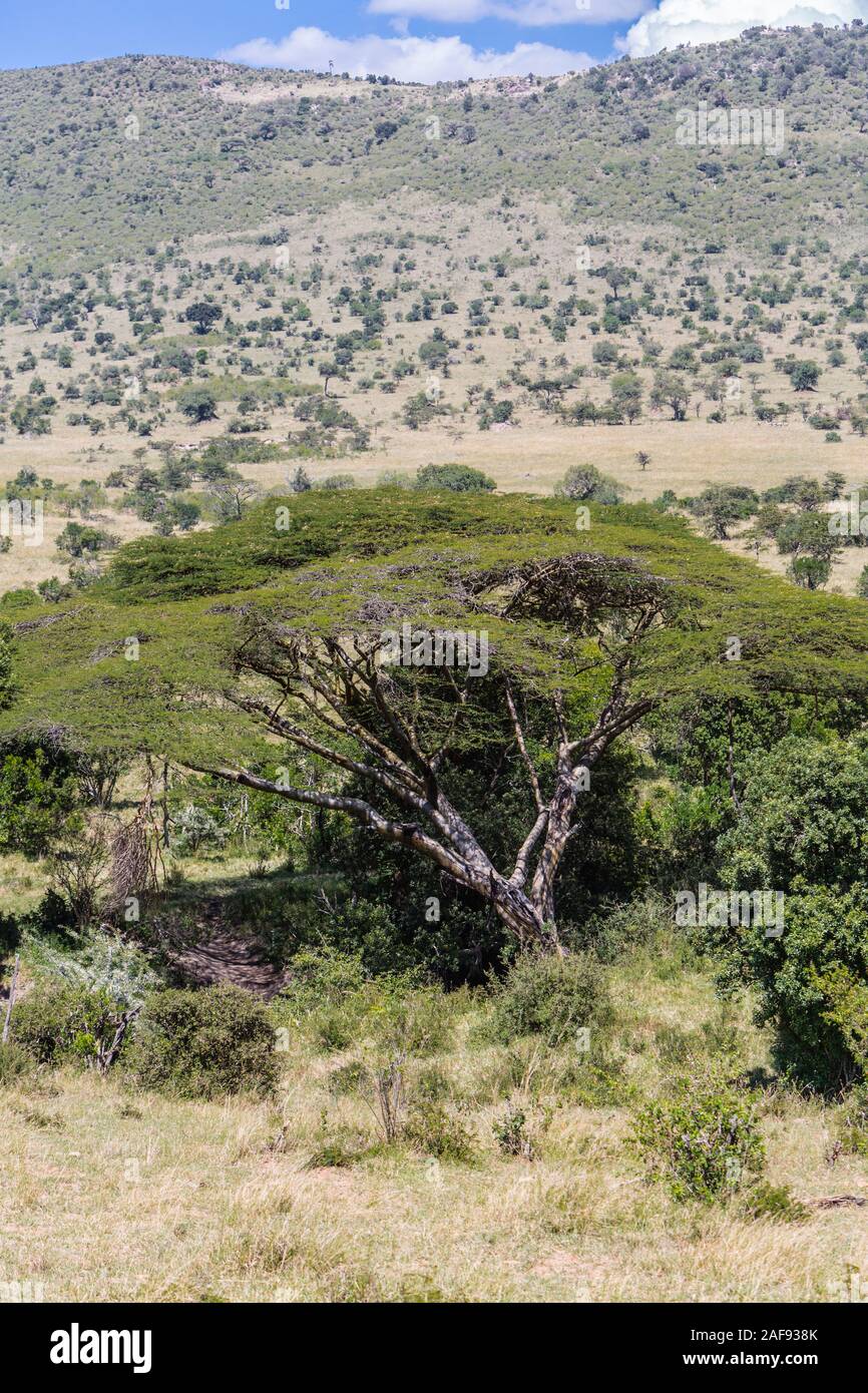 Tanzania. Acacia Kirkii, Loliondo area di concessione, adiacente al Parco Nazionale del Serengeti, settore nord-est. Foto Stock