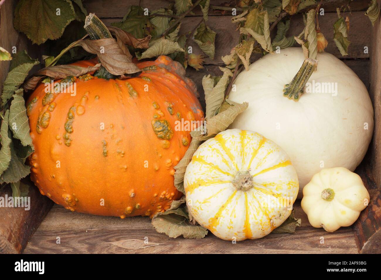 La Cucurbita pepo. Un display di zucche e squash in autunno - ottobre. Regno Unito Foto Stock