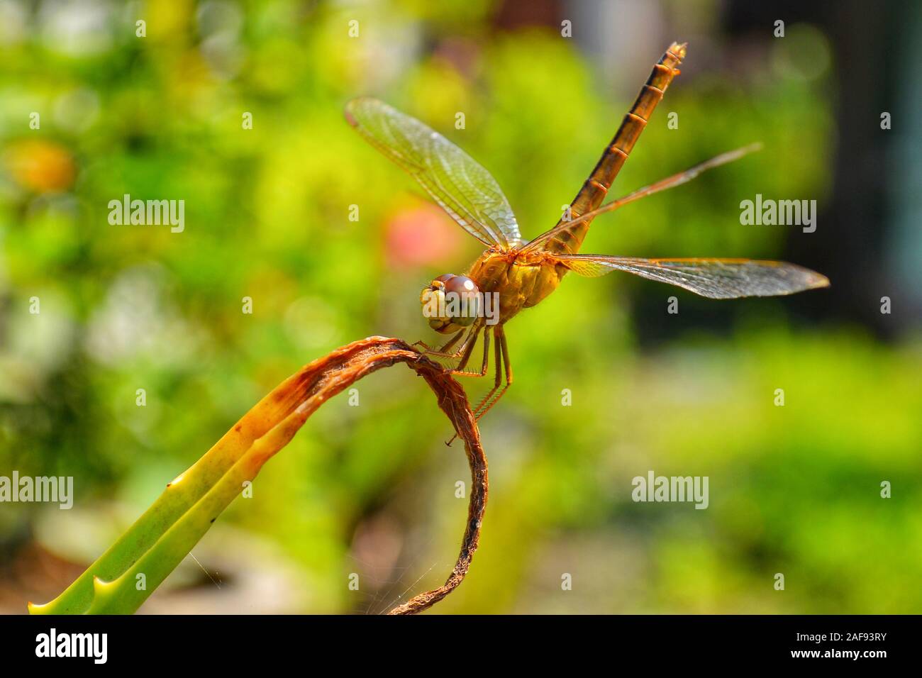 Da vicino la natura vista di libellula. Gli skimmers o perchers e i loro parenti formano il Libellulidae, la più grande famiglia di libellula nel mondo. Foto Stock