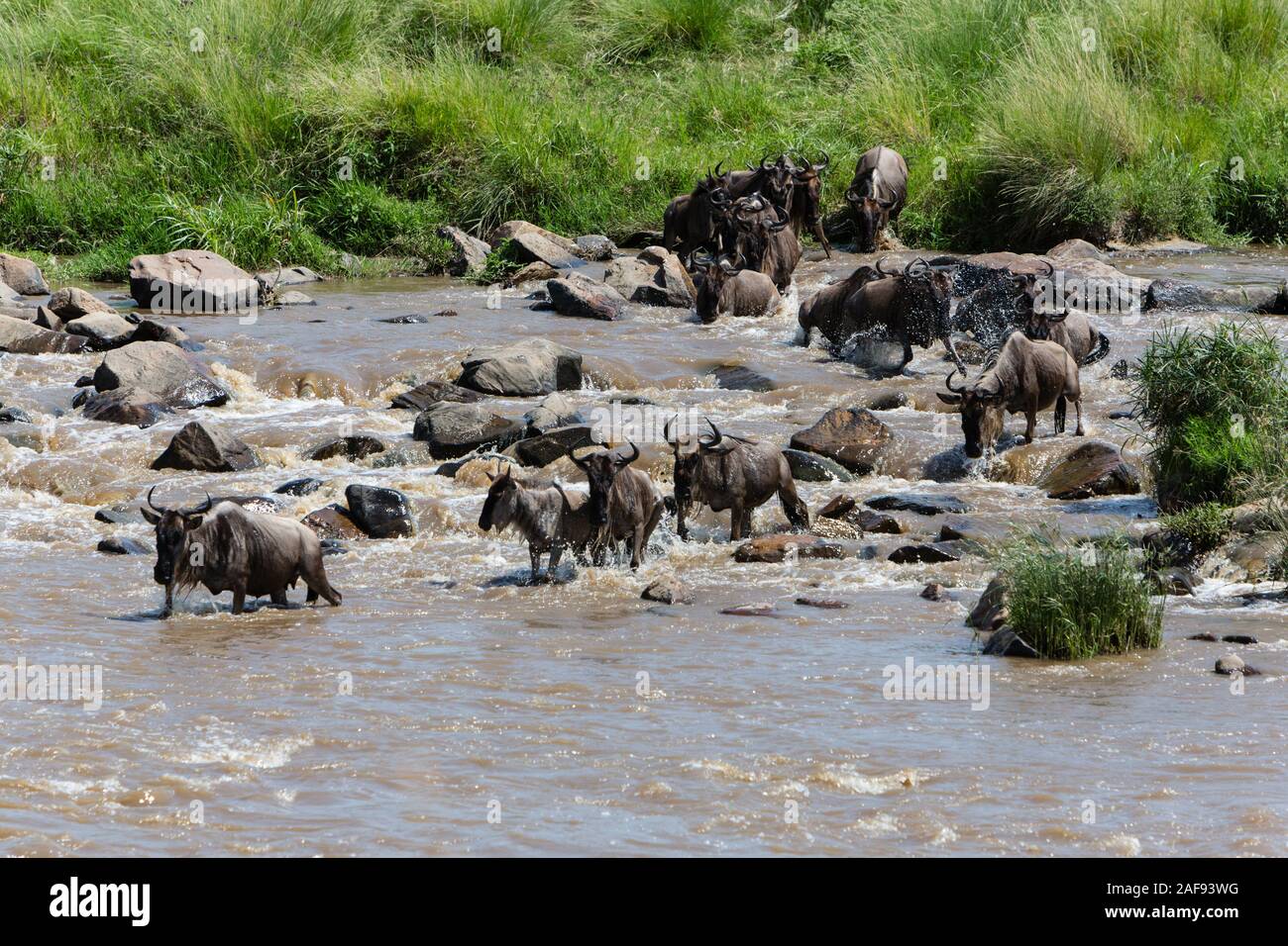 Tanzania. Serengeti. Gnu attraversando il fiume Mara. Foto Stock