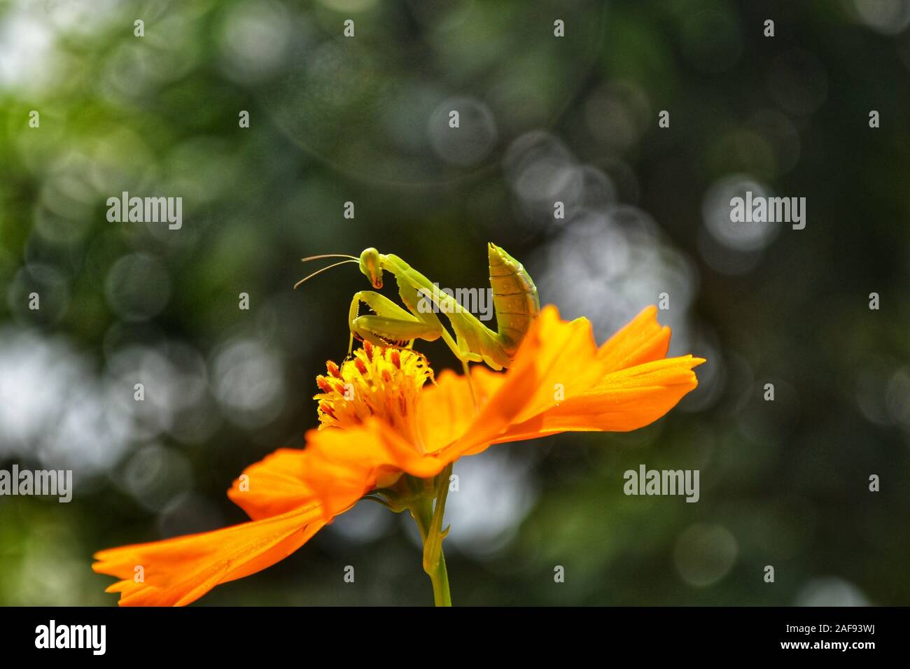 In inglese, questo insetto è di solito chiamato mantide religiosa o sentadu mantis a causa del suo atteggiamento di comprensione che sembra far pregare. Foto Stock