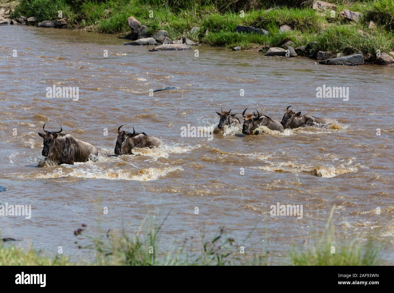 Tanzania. Serengeti. Gnu attraversando il fiume Mara. Foto Stock
