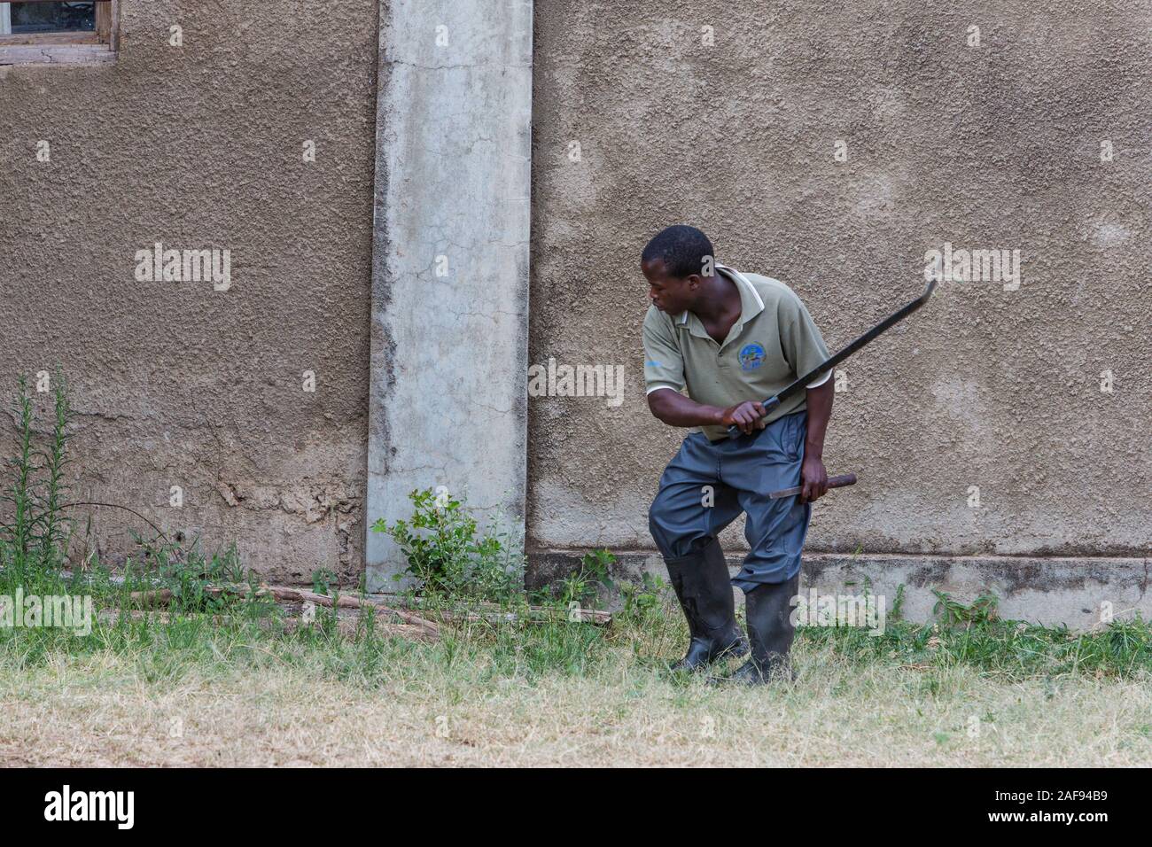Tanzania. Serengeti. Operaio taglio erba con un machete. Foto Stock