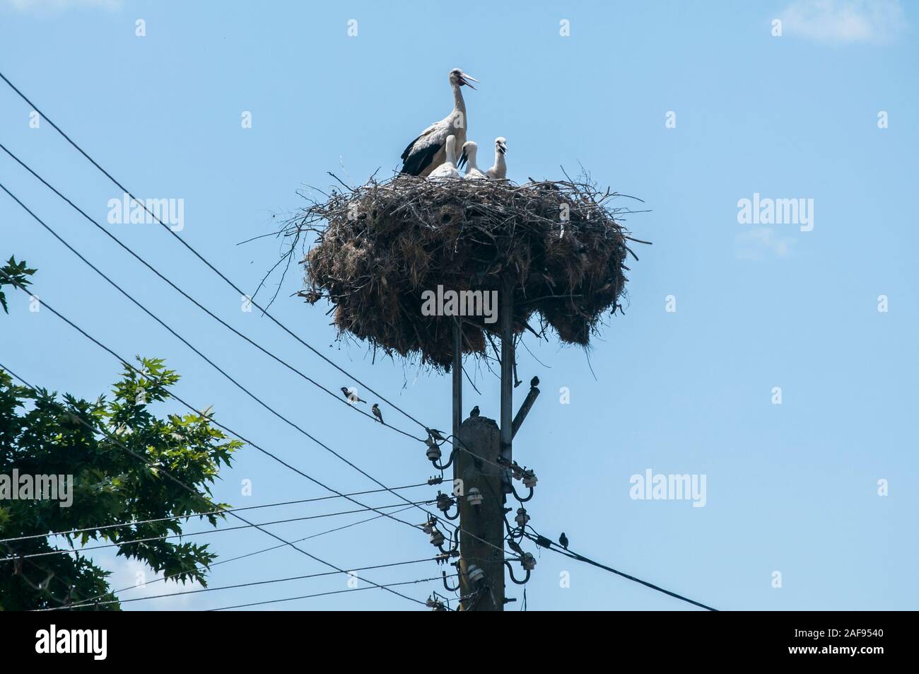Famiglia di cicogne bianche sul loro nido di alta closeup sulla sommità del pilastro elettrico Foto Stock