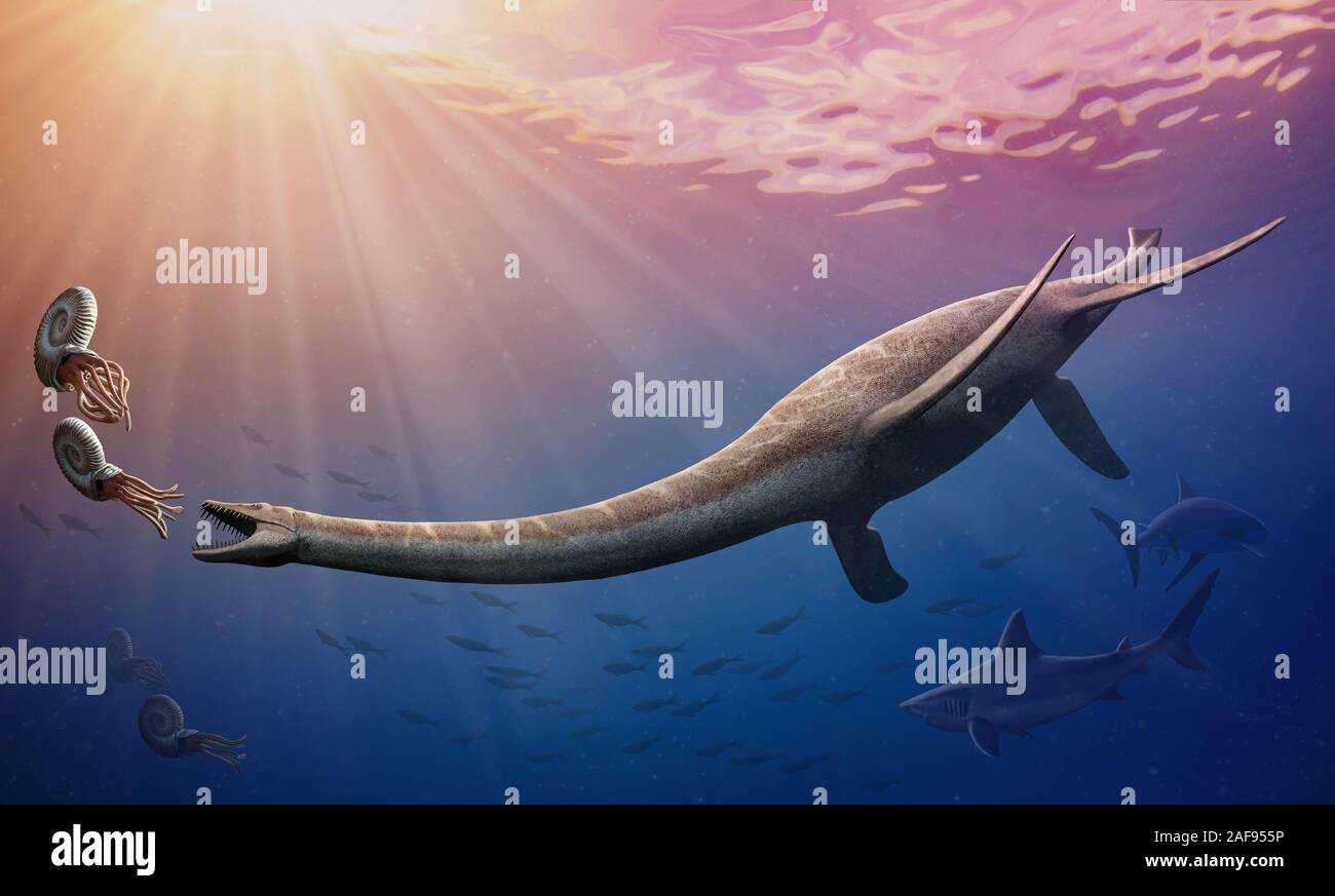 Plesiosaurus dolichodeirus caccia ammoniti Foto Stock