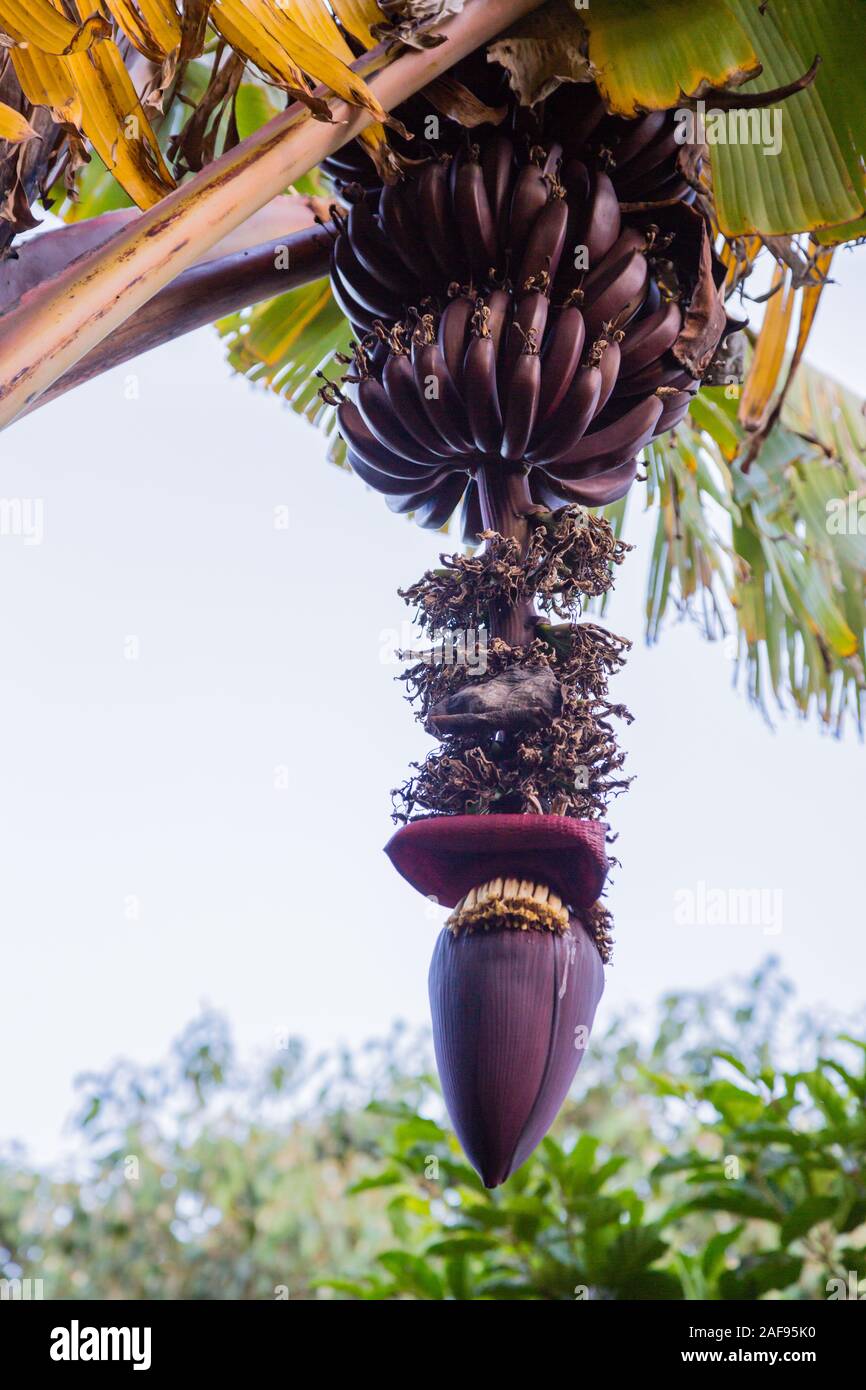 Tanzania, Karatu. Banane Rosso crescono sulle piante di banana, acacia Farm Lodge. Foto Stock