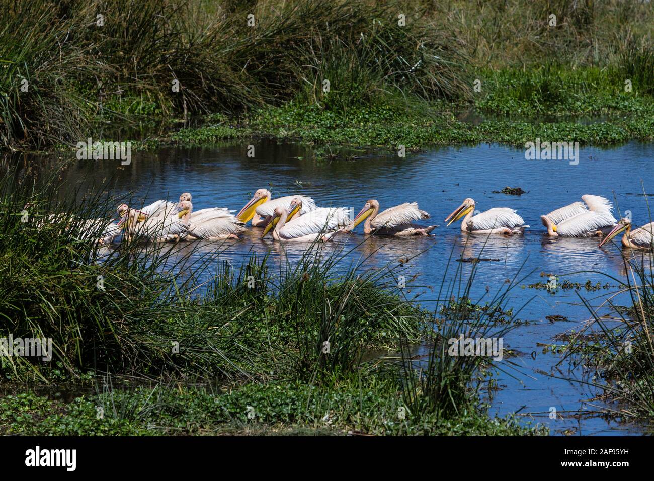 Tanzania. Cratere di Ngorongoro. Grande pellicani bianchi nel pool di ippopotamo. Foto Stock