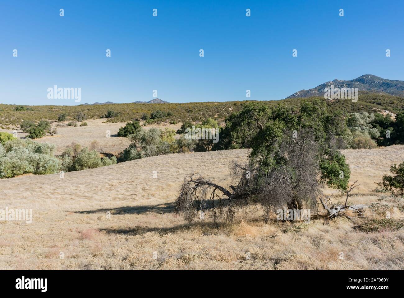 Escursionismo sulla Pacific Crest Trail a Warner Springs, California Foto Stock