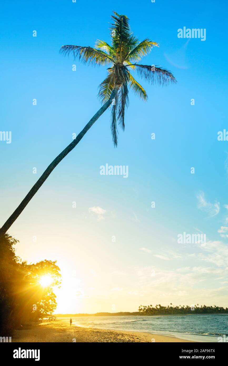 Un solitario Palm tree su una spiaggia tropicale Foto Stock