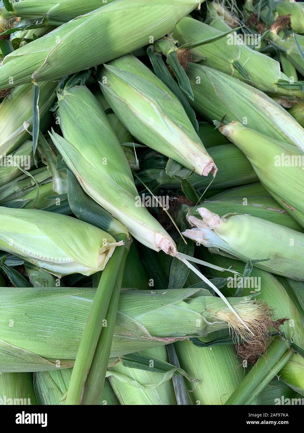 Fresh Corn (Mais), il Mercato degli Agricoltori. Alexandria, Virginia, Stati Uniti d'America. Foto Stock