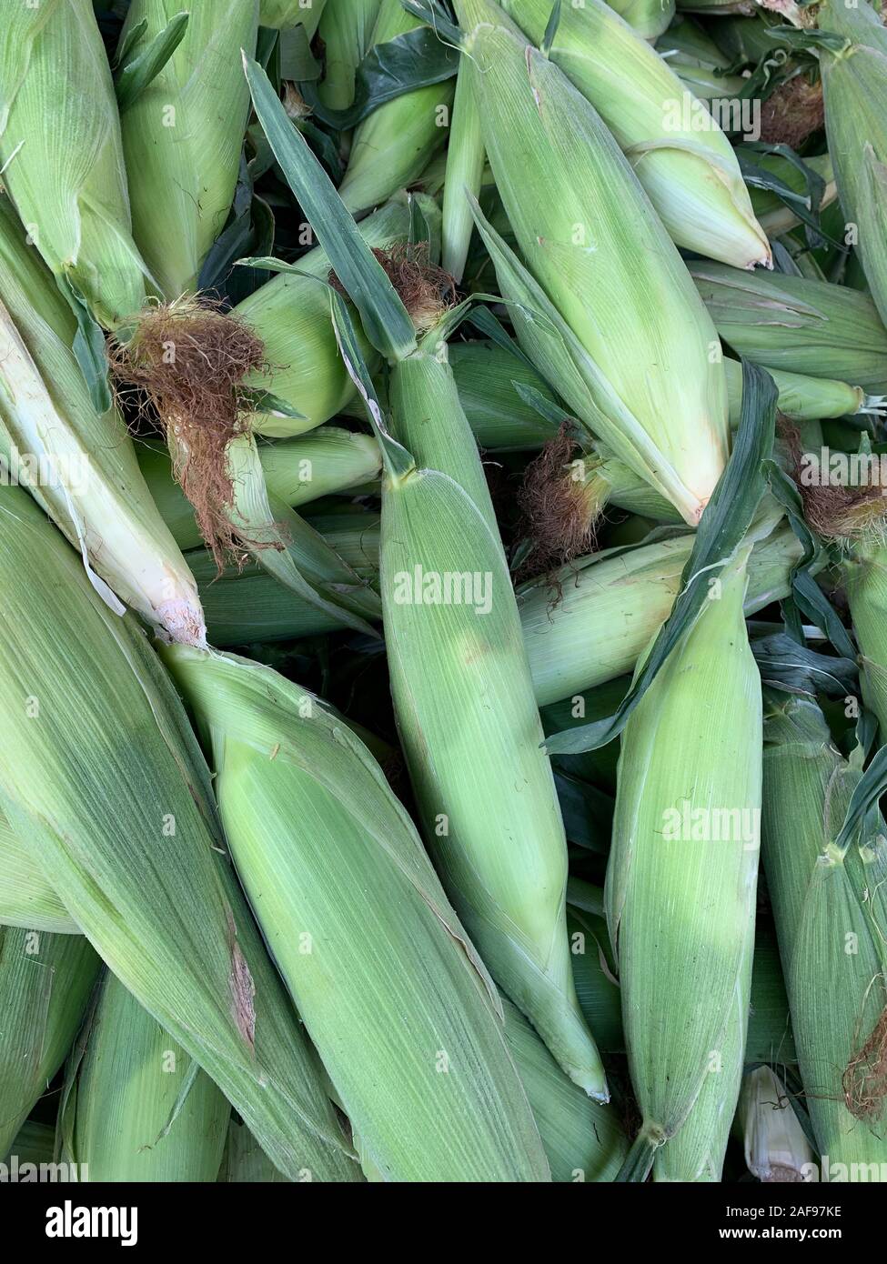 Fresh Corn (Mais), il Mercato degli Agricoltori. Alexandria, Virginia, Stati Uniti d'America. Foto Stock