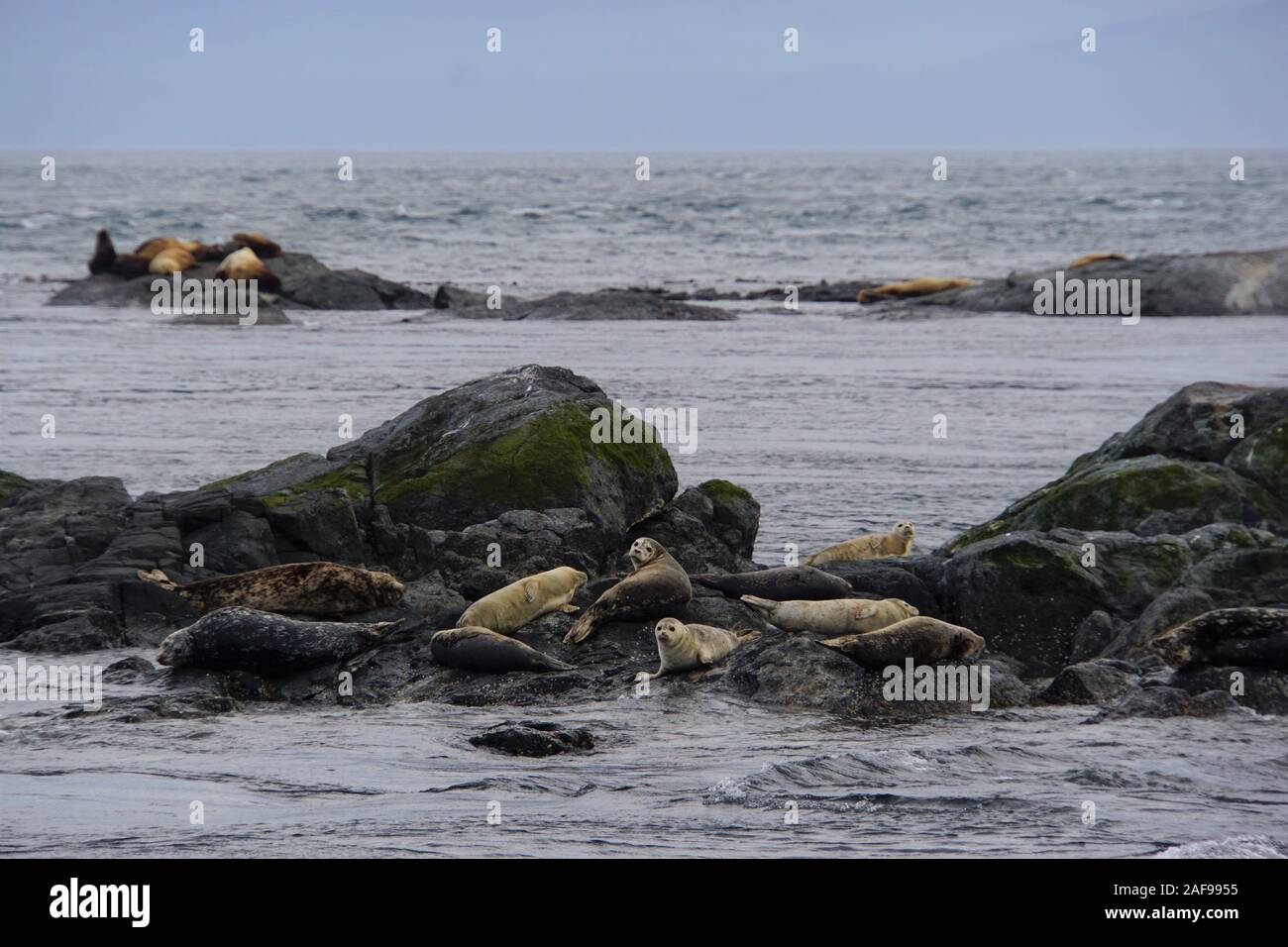 Le guarnizioni di tenuta e i leoni di mare la fauna selvatica Foto Stock