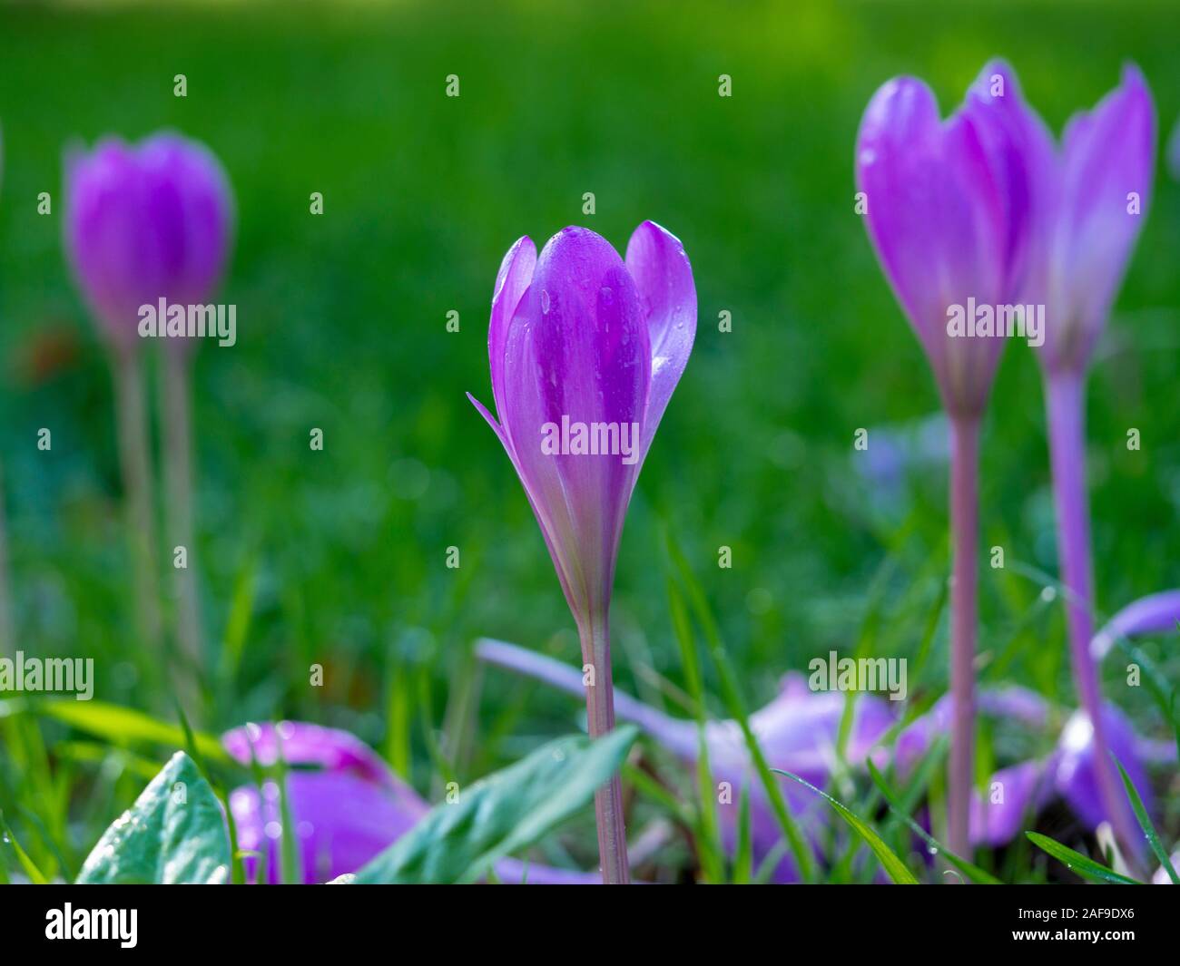 Viola autunno crocus fiori, Colchicum autumnale, in un prato verde prato Foto Stock