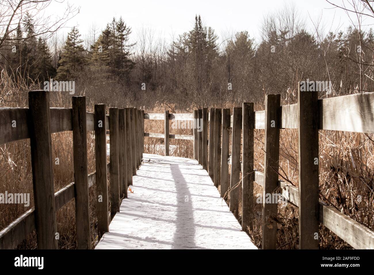 Una passerella di legno attraverso una zona paludosa, su un sentiero natura ha visto nevicata e è s in vista nel pomeriggio le ombre. Foto Stock
