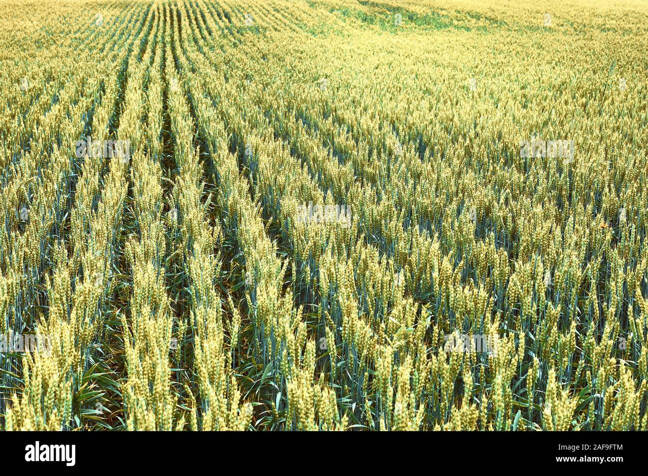 Un campo di giovani di frumento. Il paesaggio agricolo Foto Stock