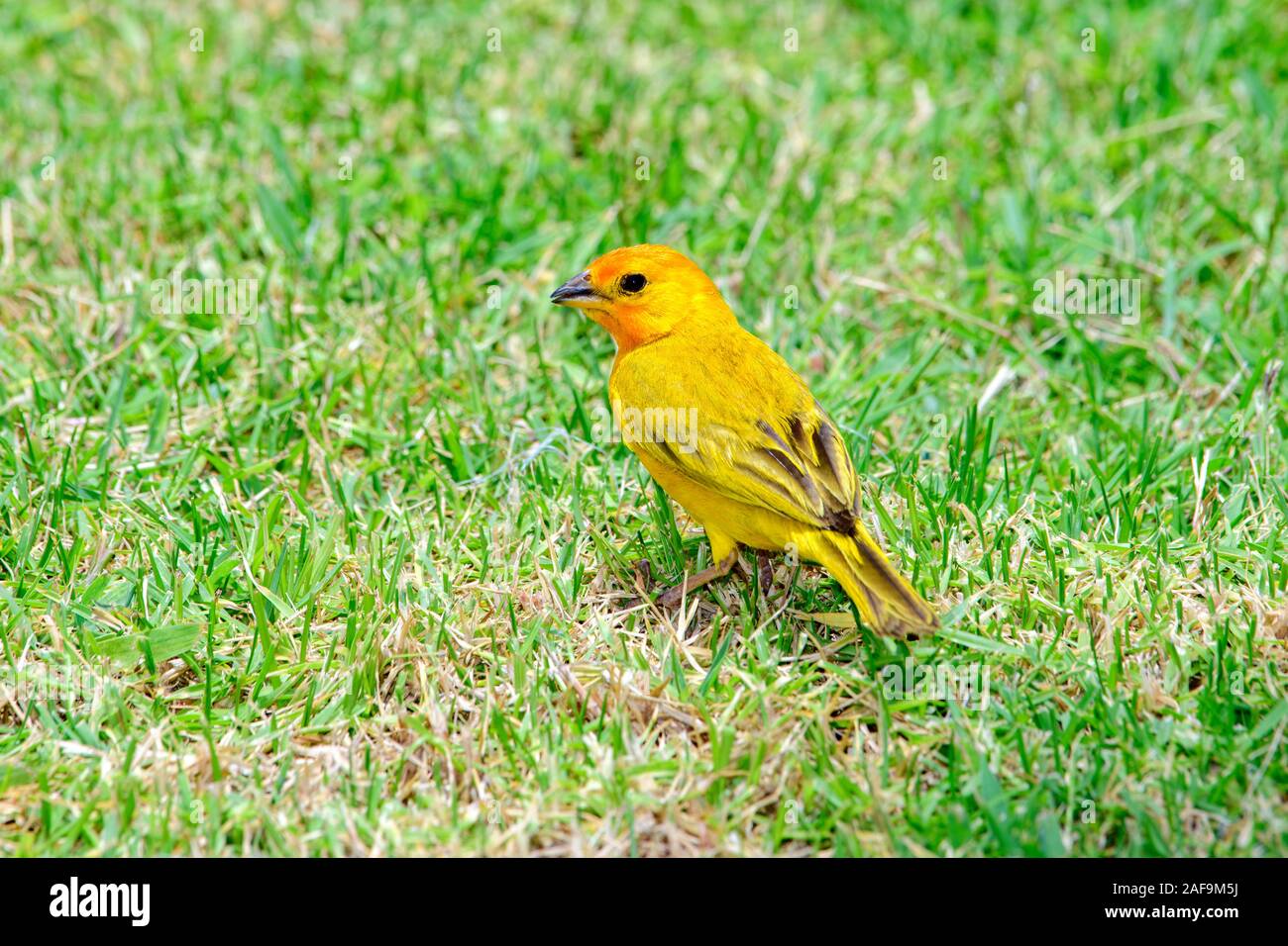 Lo zafferano Finch (Sicalis flaveola) maschio in piedi in erba Foto Stock