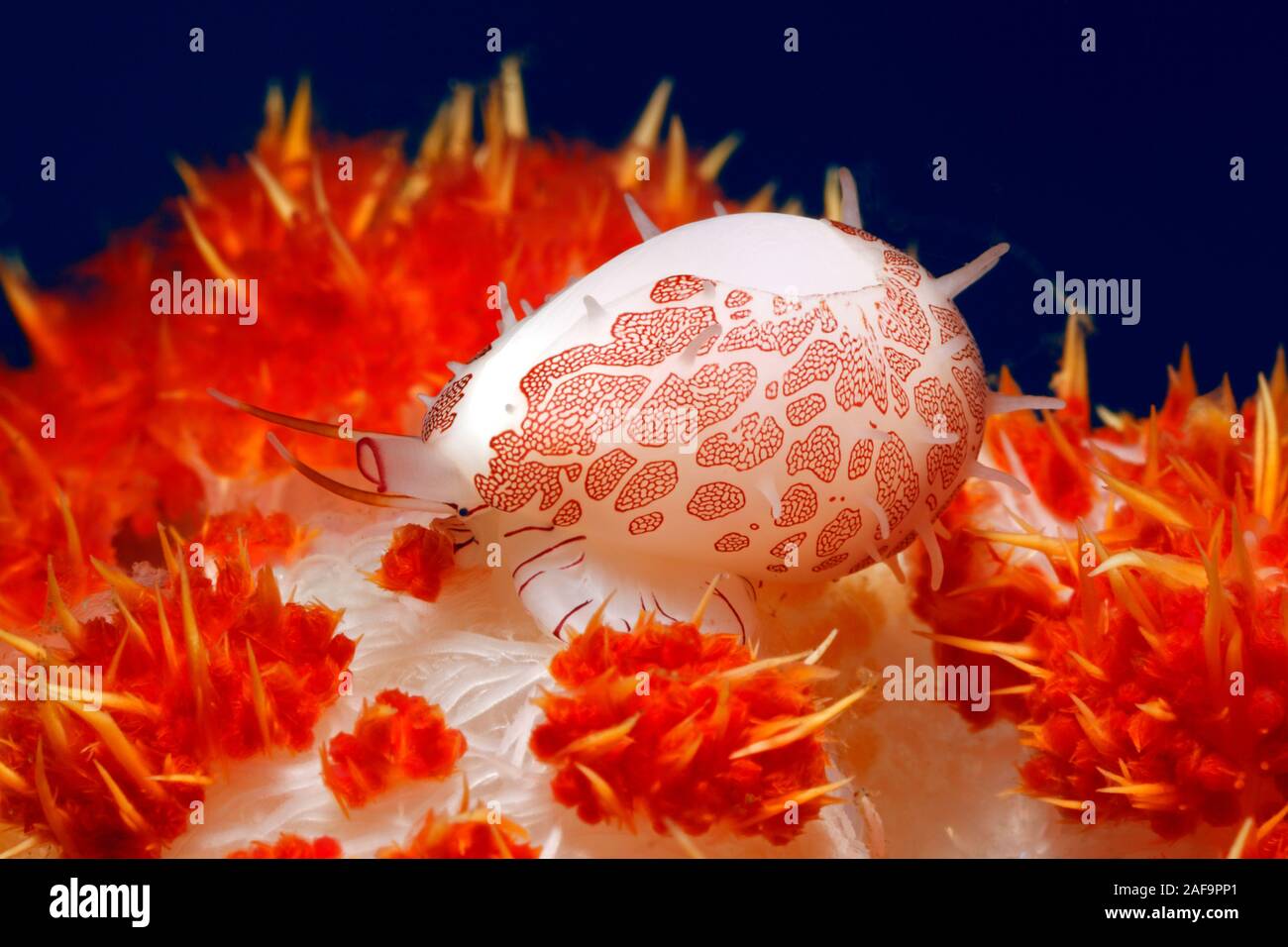 Ovulid, Allied Cowrie, increspato Cowrie uovo o falso Cowry, Diminovula culmen vivere sul rosso corallo morbido. Tulamben, Bali, Indonesia. Mare di Bali, Oceano Indiano Foto Stock