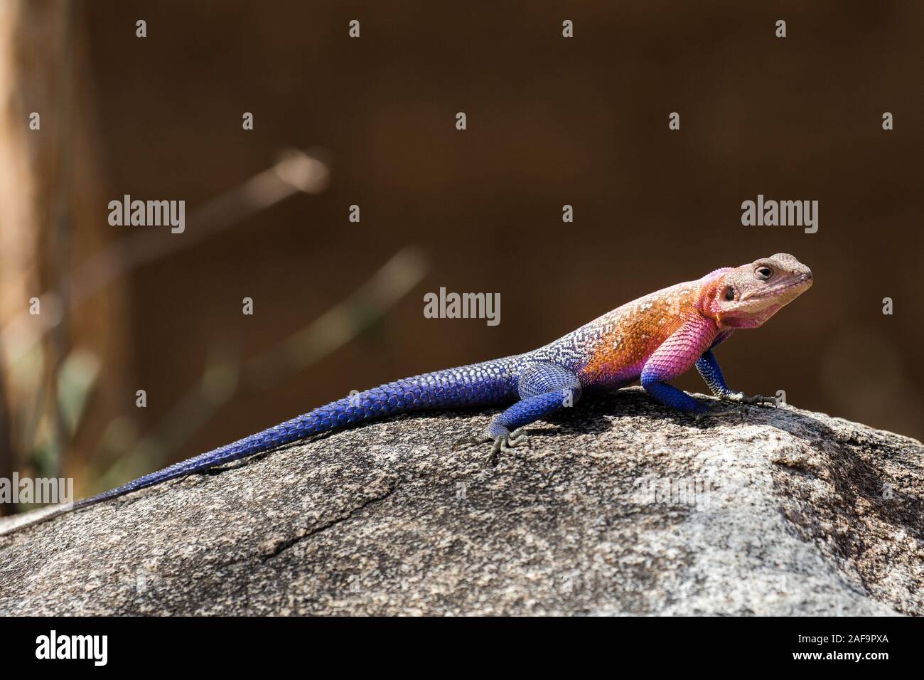 Mwanza a testa piatta agama rock Foto Stock