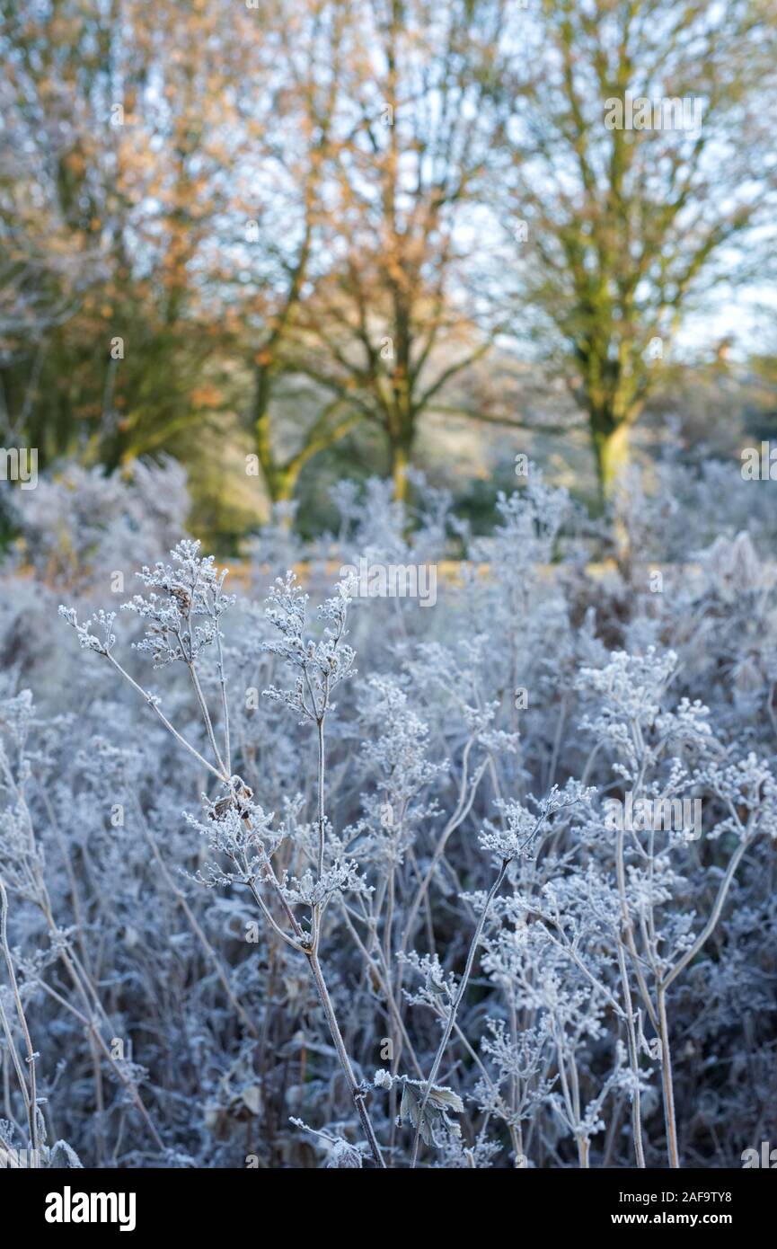 Frosty seedheads. Foto Stock