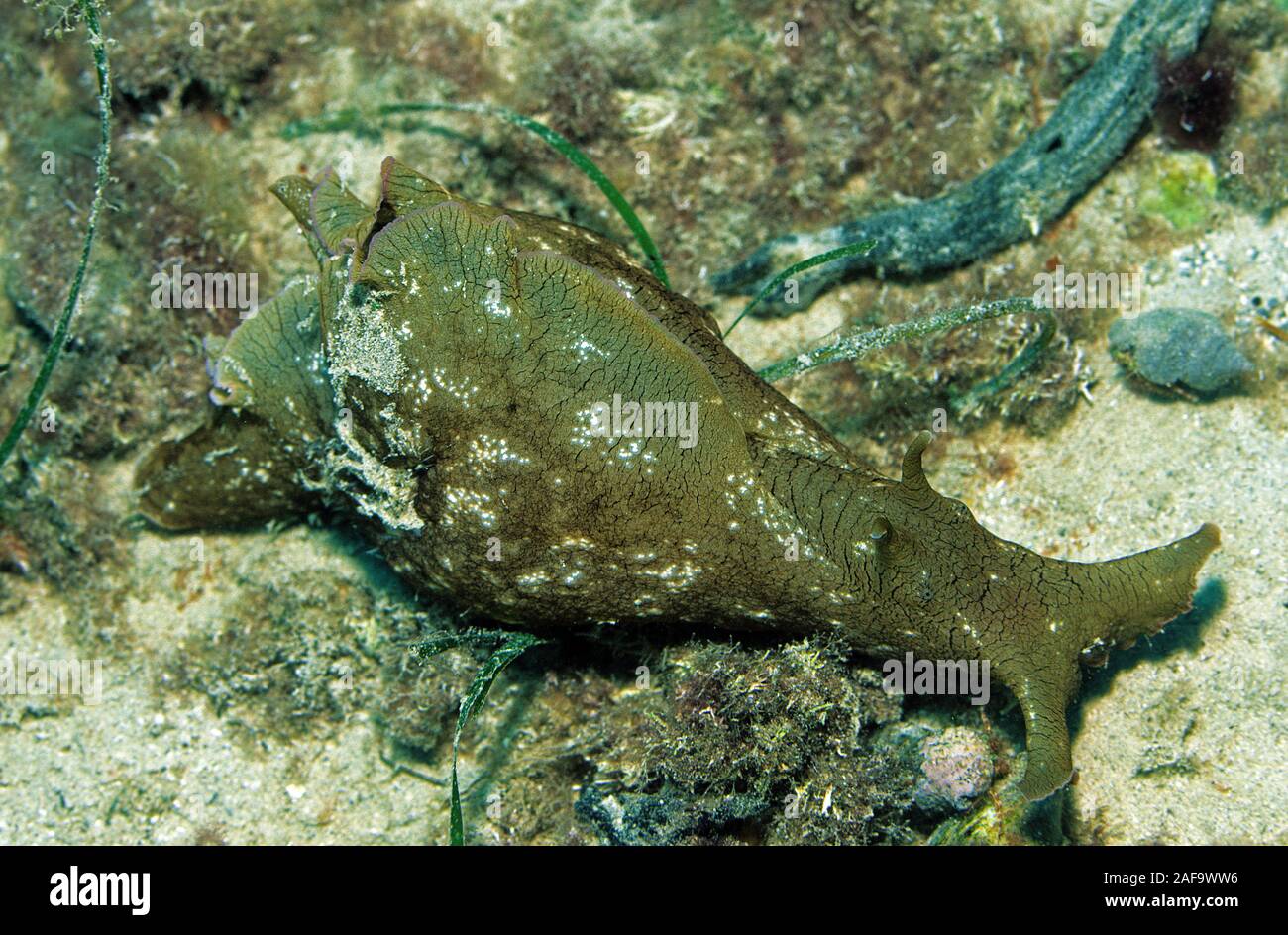 Mare a chiazze o lepre fuligginosa mare lepre (Aplysia fasciata), Kas, Lykia, Turchia Foto Stock
