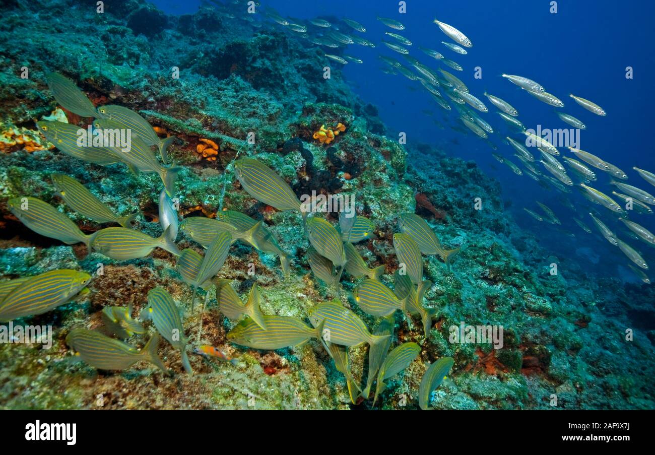 Orate di vacca (Sarpa salpa) e sardine (Sardina pilchardus), nuoto lungo una barriera corallina, bodrum, Turchia Foto Stock