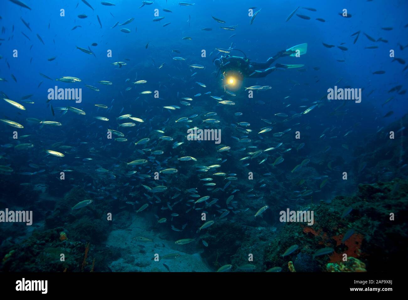Subacqueo e una scolarizzazione Bogues (Boops boops), Adrasan, Tuerkei, Mar Mediterraneo Foto Stock