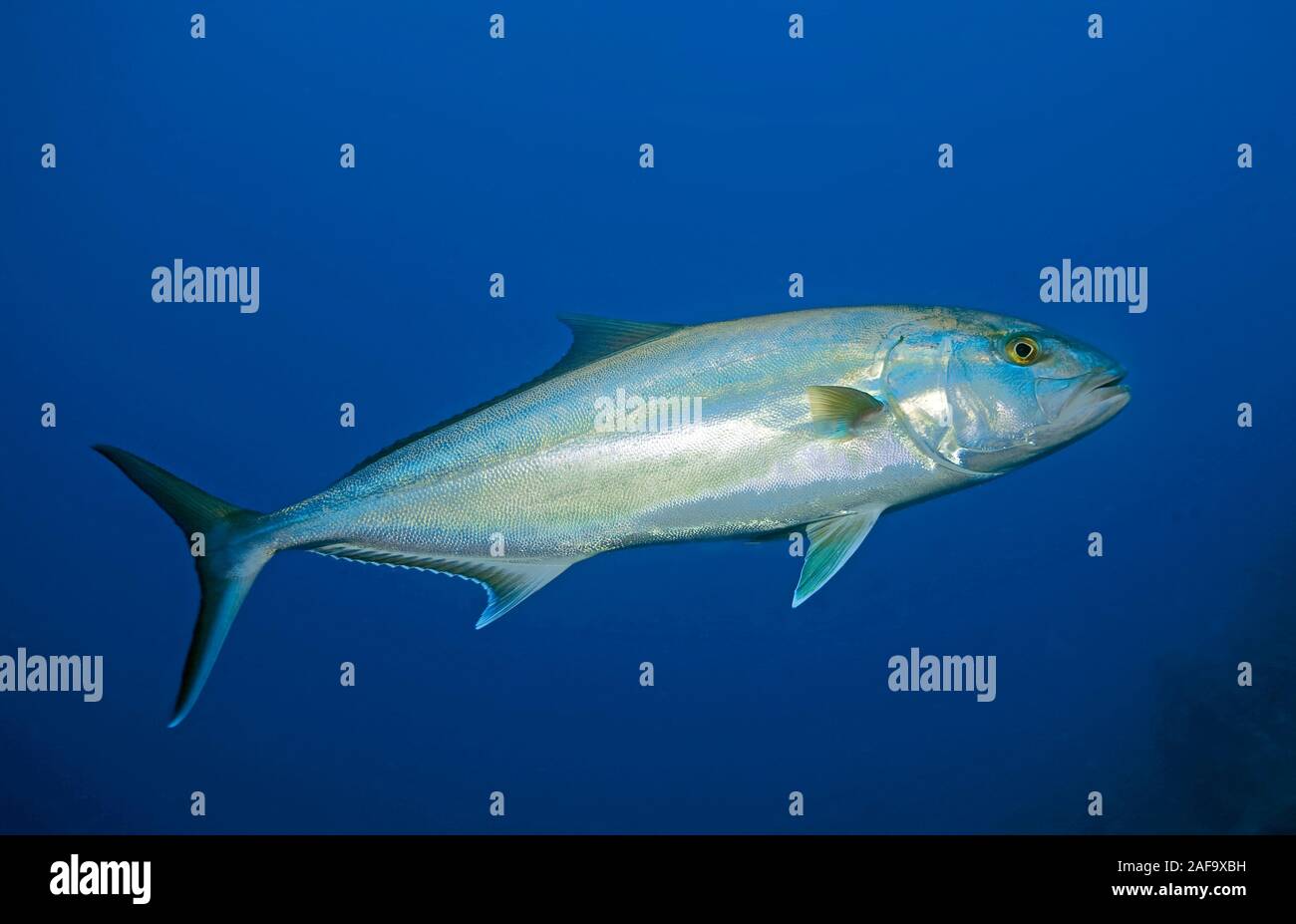 Maggiore amberjack, Almaco Jack, Jackfish (Seriola dumerili) in acqua blu, bodrum, Turchia Foto Stock