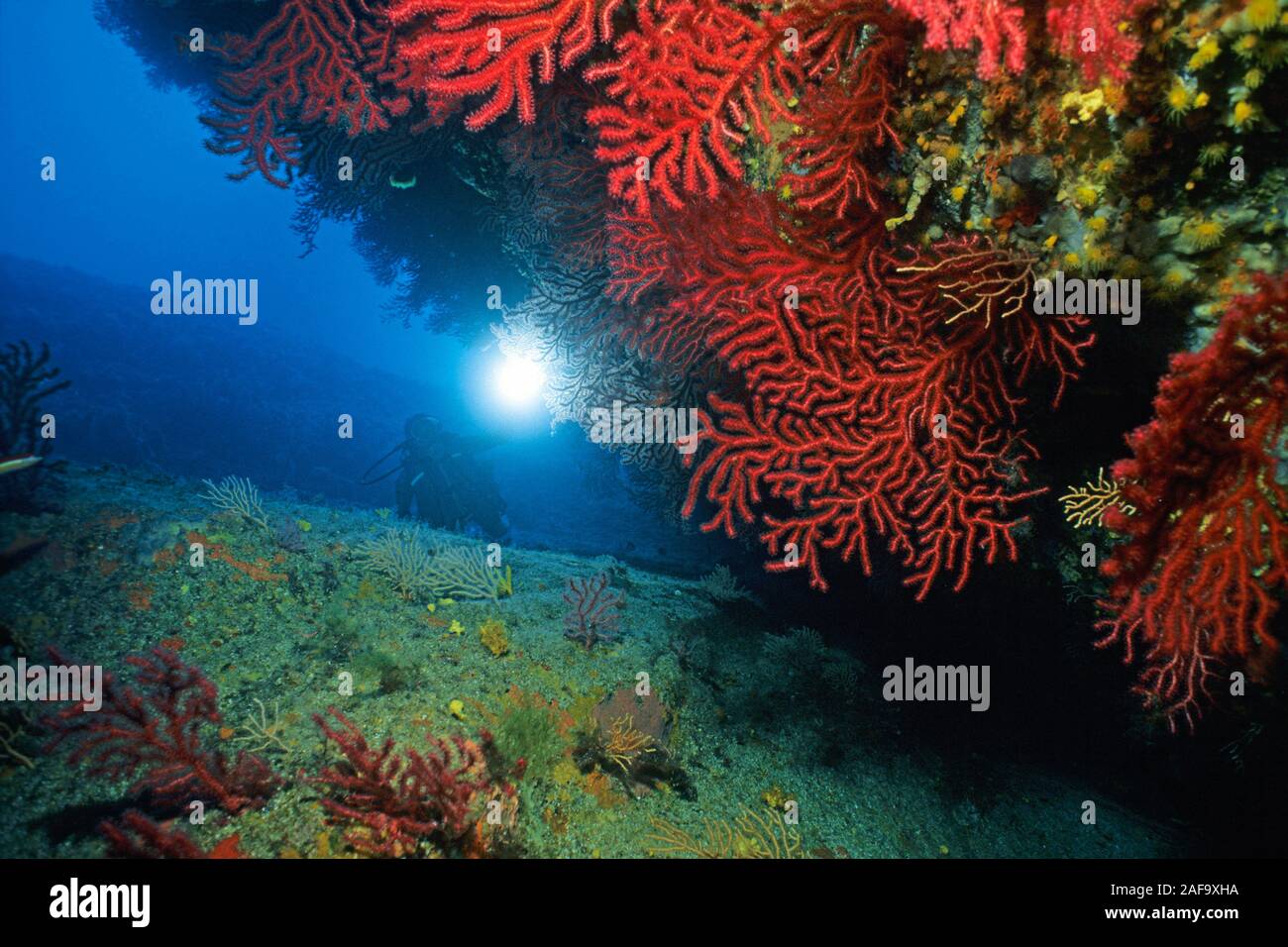 Scuba Diver in corrispondenza di una sporgenza con red seafans (Paramuricea clavata), Corsica, Francia Foto Stock