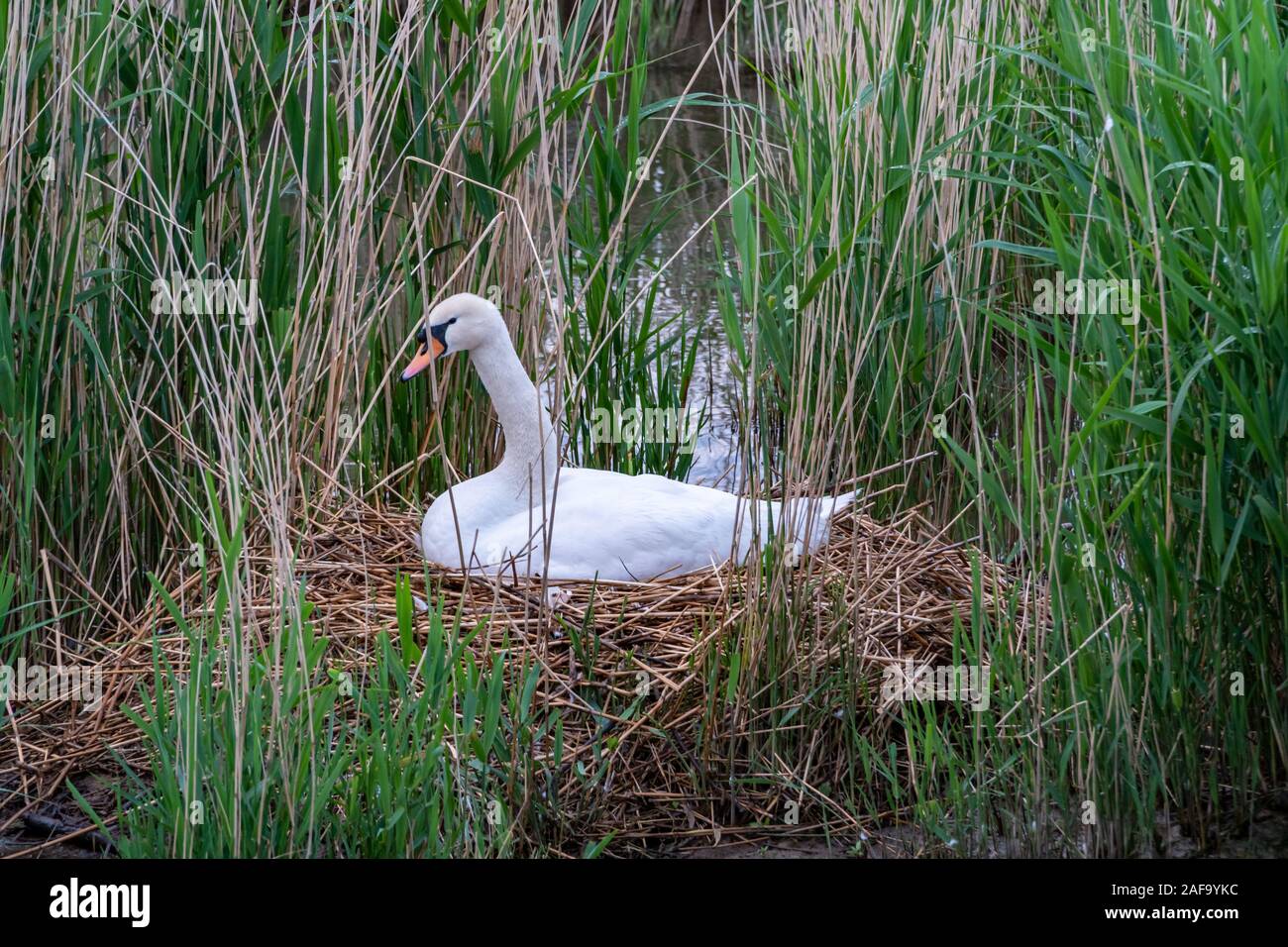 Bellissimo cigno sul suo nido nel lago in Germania durante il periodo primaverile Foto Stock
