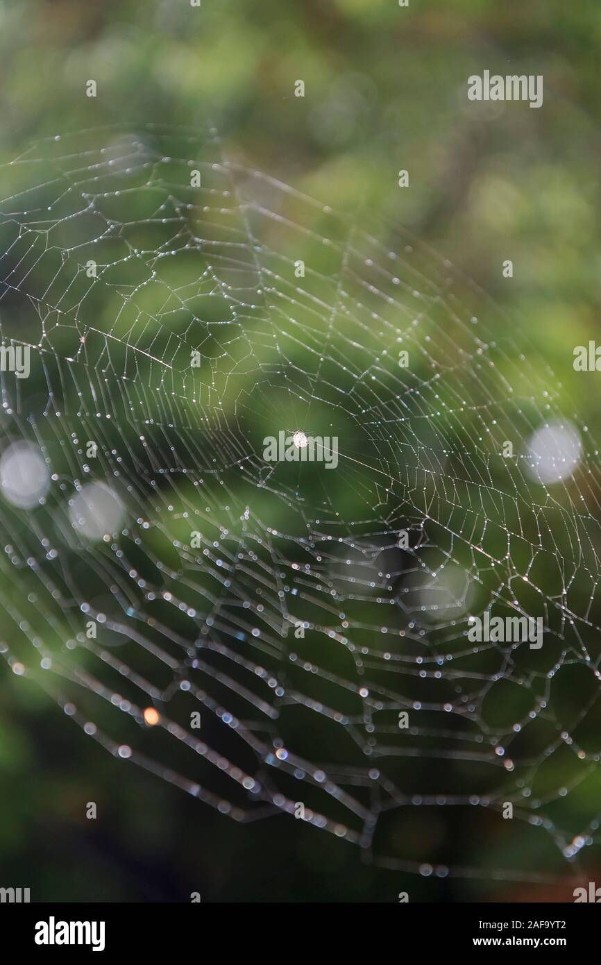 Orchard Orbweaver Spider sul web, foto scattata in Taiwan Foto Stock