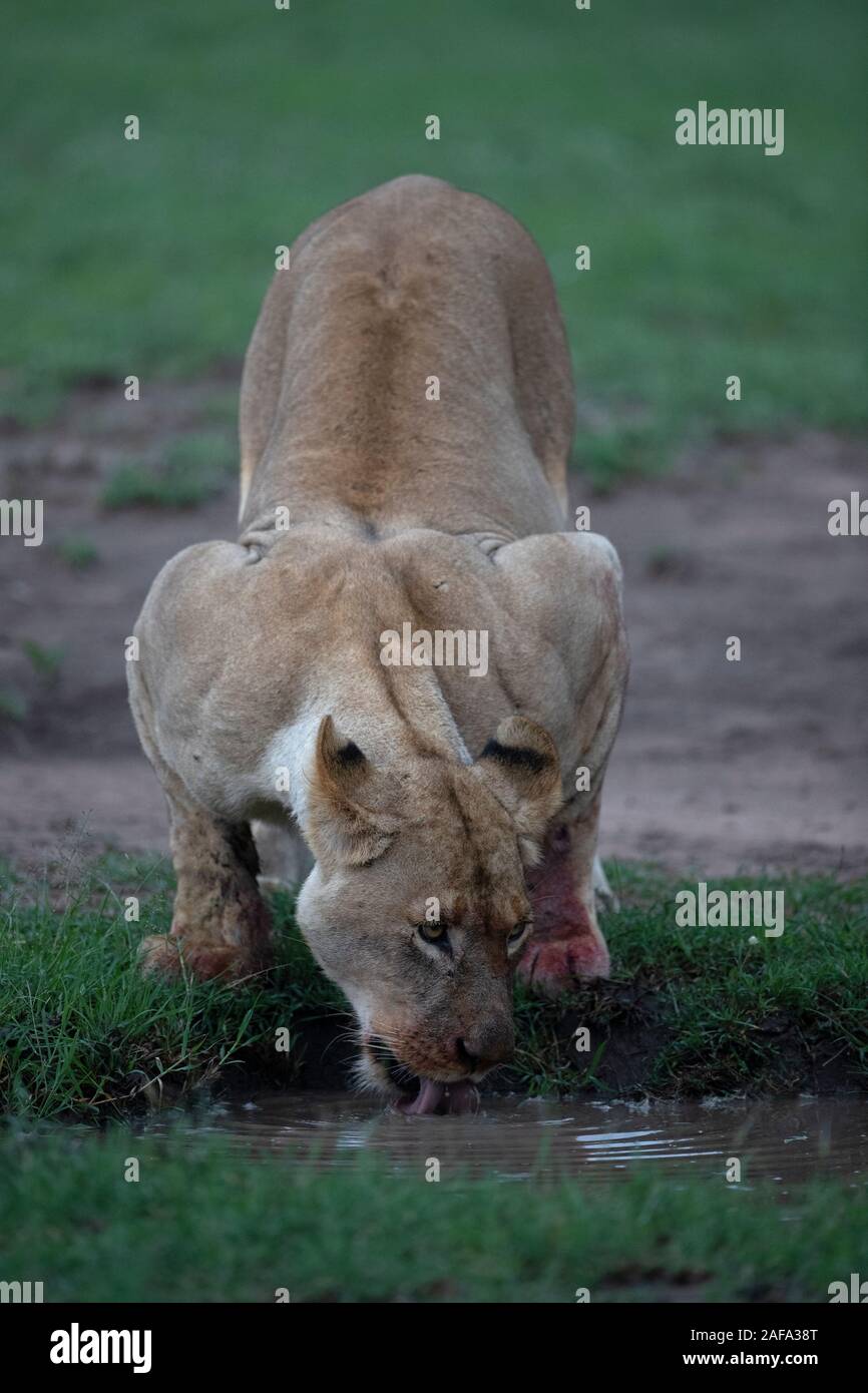 Una leonessa a temprare la sua sete dopo un pasto Foto Stock