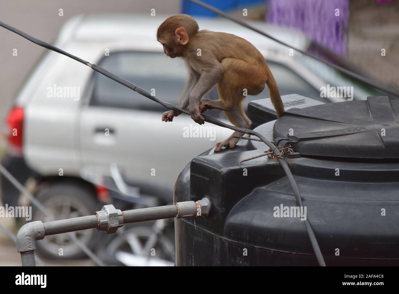 Monkey tenetevi pronti per un salto in lungo dal serbatoio dell'acqua Foto Stock