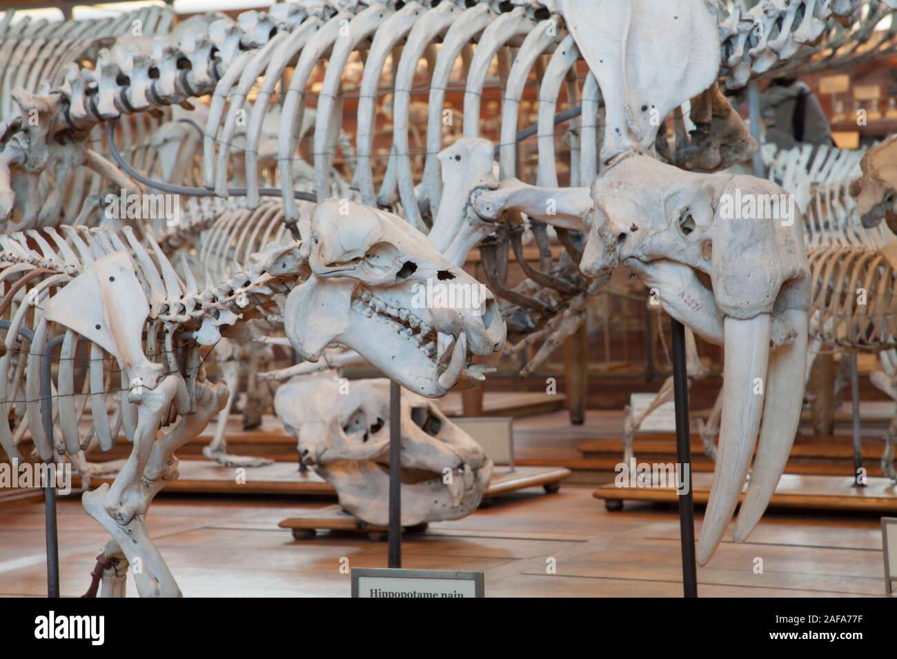 Scheletri all'interno della galleria di Paleontologia e di Anatomia Comparata a Parigi Foto Stock