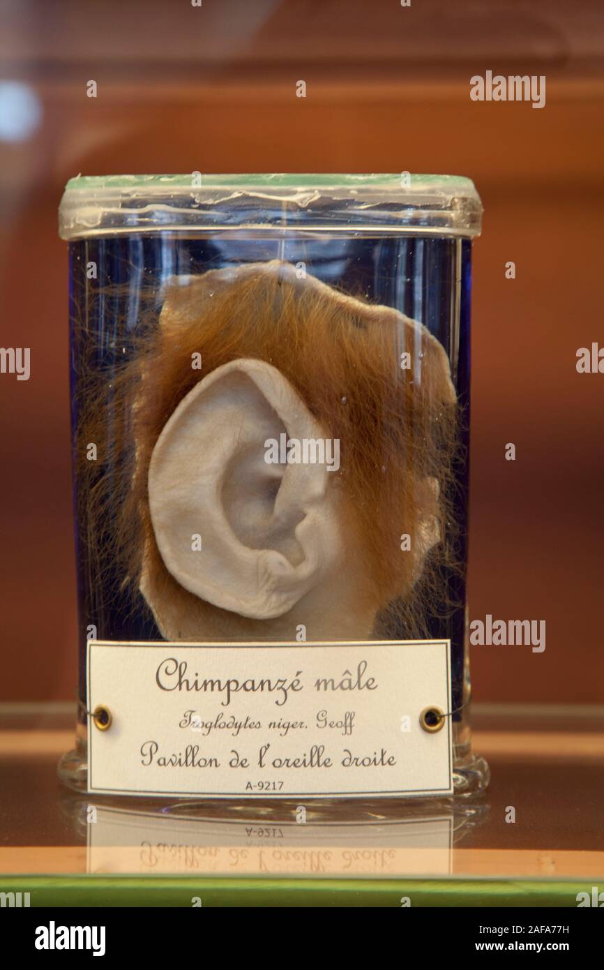 Un orecchio di scimpanzé in un vasetto di vetro nella galleria di Paleontologia e di Anatomia Comparata a Parigi Foto Stock