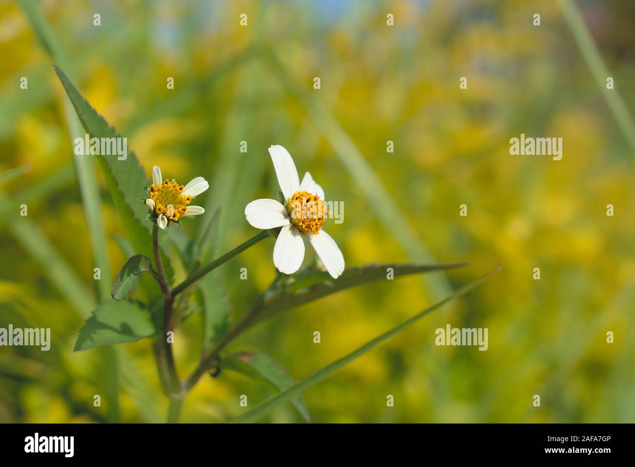 Bidens pilosa o gli agricoltori amici con colorati sfondo sfocato Foto Stock