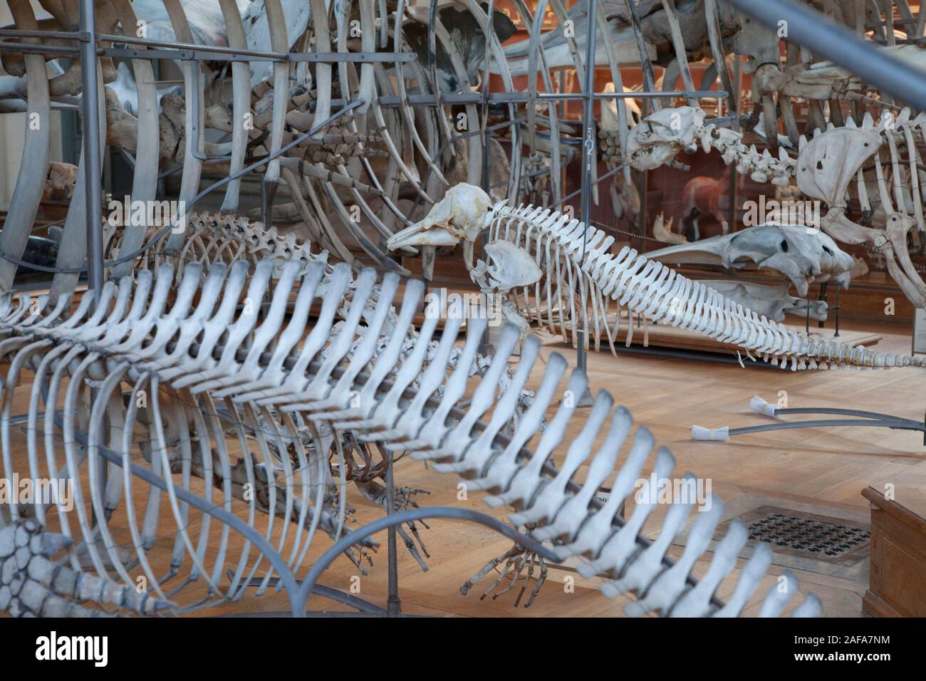Gli scheletri di cetacei nella galleria di Paleontologia e di Anatomia Comparata a Parigi Foto Stock