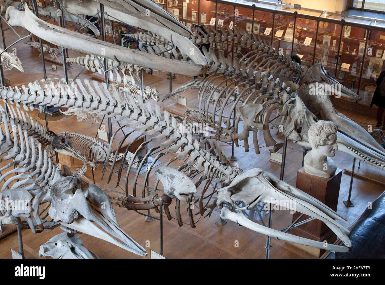 Scheletri di balena nella galleria di Paleontologia e di Anatomia Comparata a Parigi, Francia Foto Stock