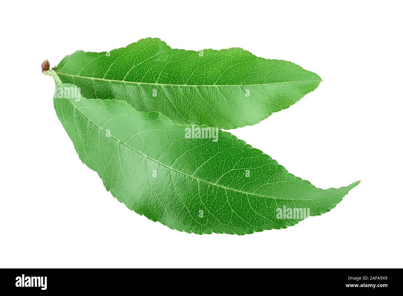 Foglie di pesco isolati su sfondo bianco closeup Foto stock - Alamy